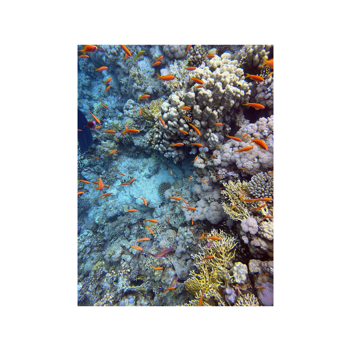 Coral Reef with Sea Goldies