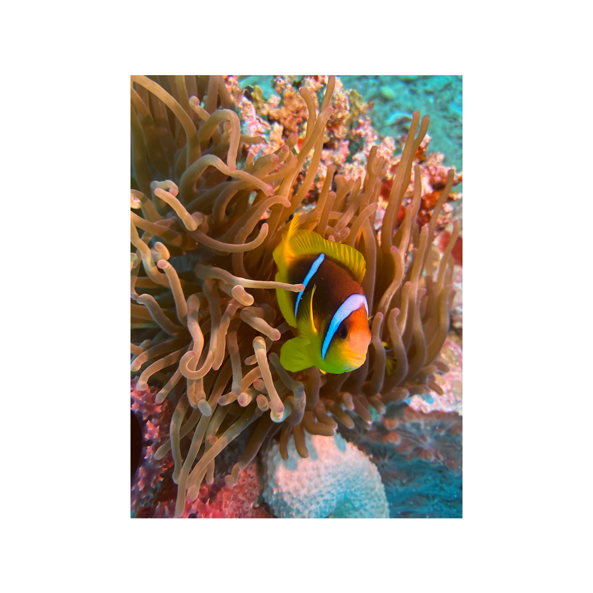 Red Sea Clownfish