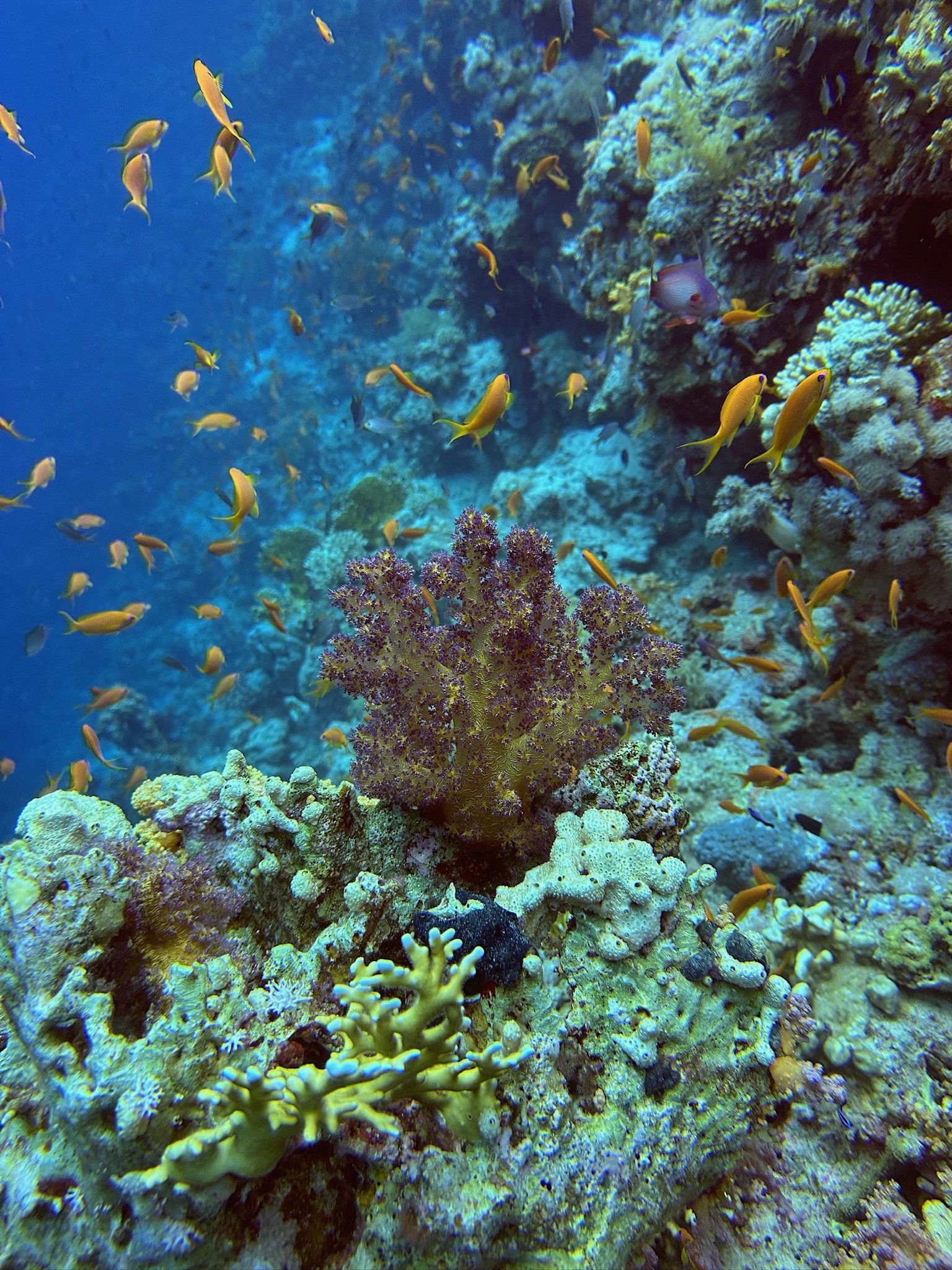 07-Coral-Reef-Red-Sea.JPG