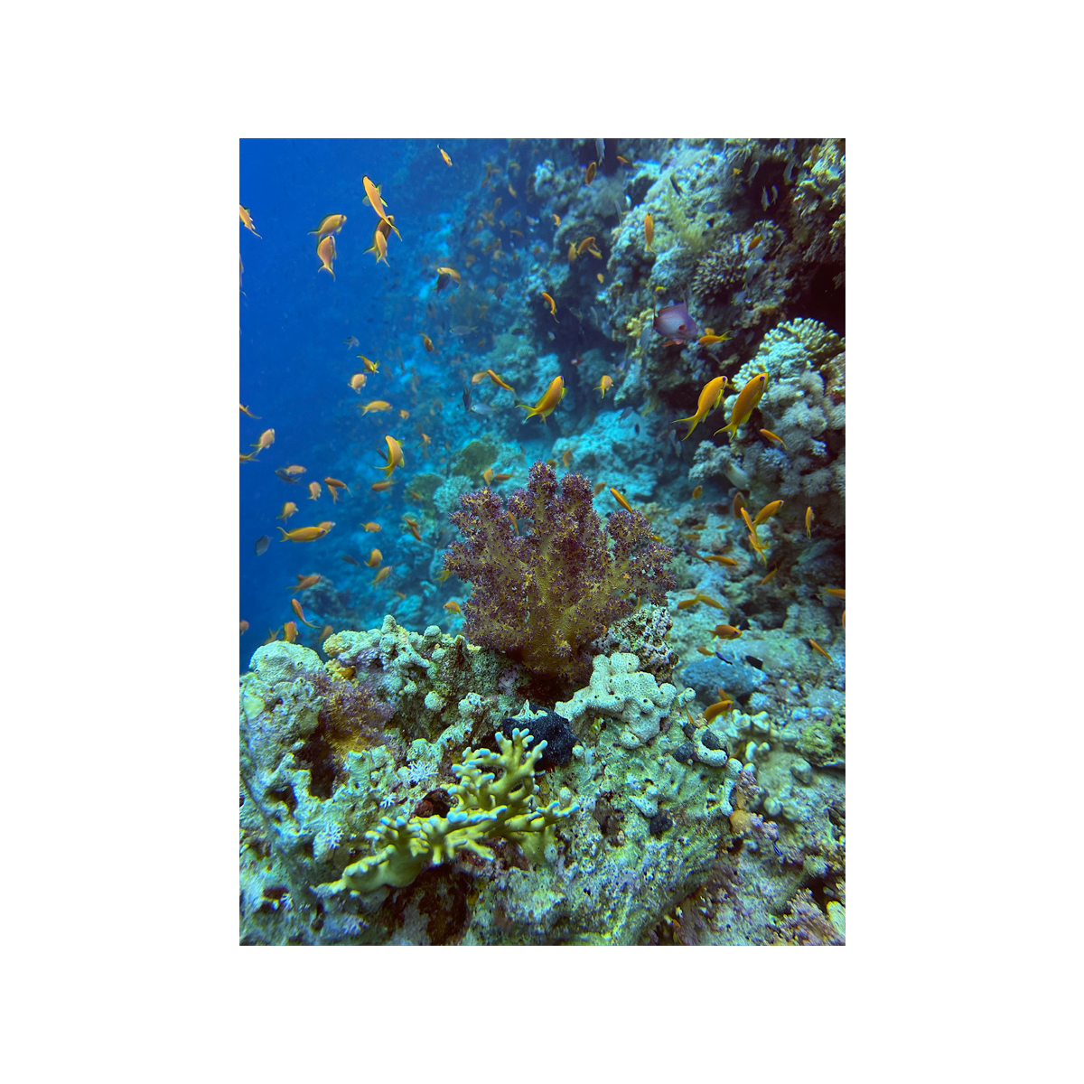 Coral Reef - Red Sea