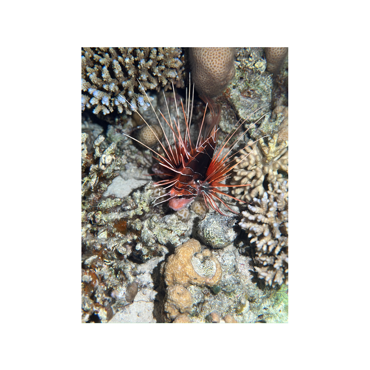 Clearfin Lionfish