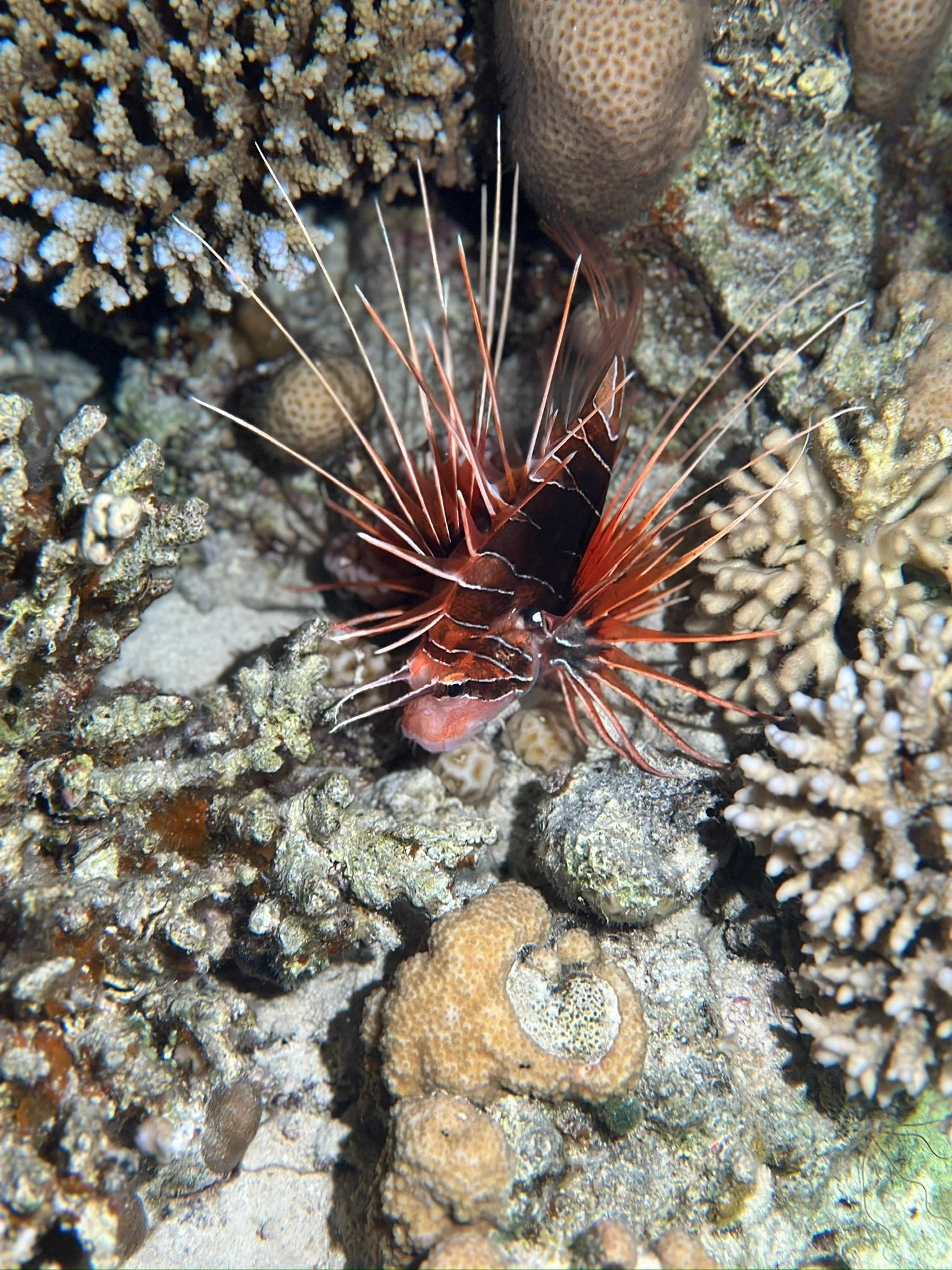 04-Clearfin-Lionfish.JPG
