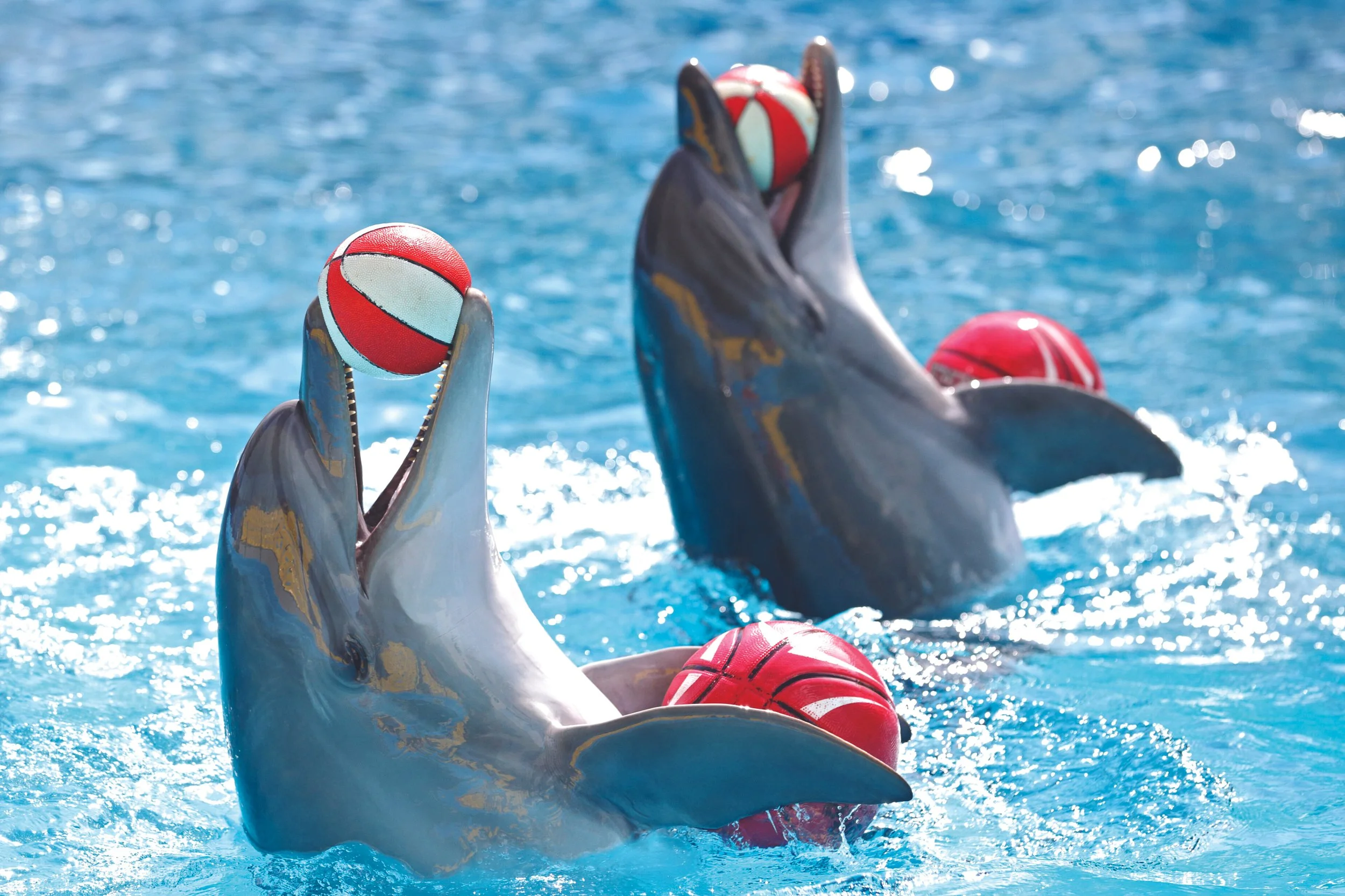 Two dolphins holding red and white water polo balls on their noses in a swimming pool, wearing red caps.