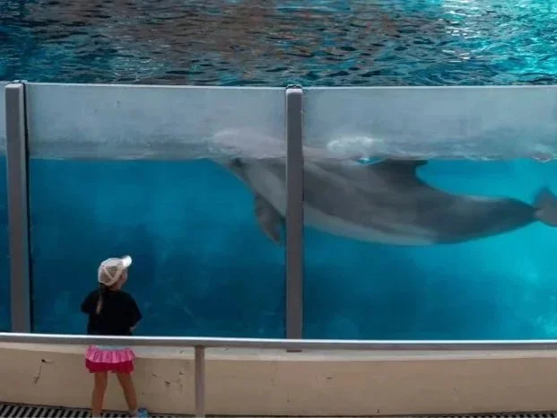 Dolphin in captivity in a dolphinarium forced to live in a tiny tank. End dolphins in captivity: #noespaisparadelfines #dolphinsarenotforcaptivity