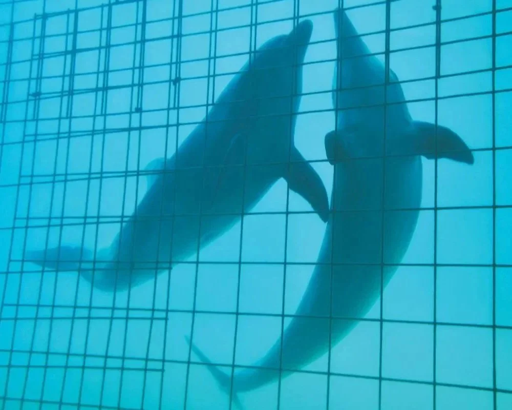 Dolphin in captivity in a dolphinarium forced to live in a tiny tank. End dolphins in captivity: #noespaisparadelfines #dolphinsarenotforcaptivity