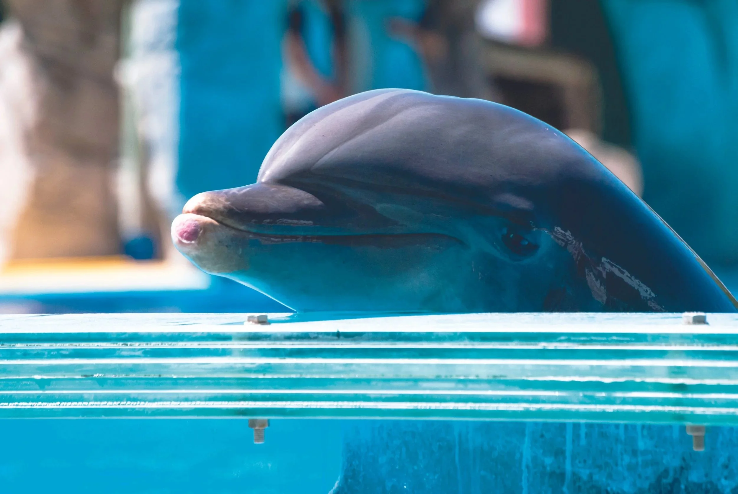 Dolphin in captivity in a dolphinarium in a small tank. End dolphins in captivity: #noespaisparadelfines #dolphinsarenotforcaptivity