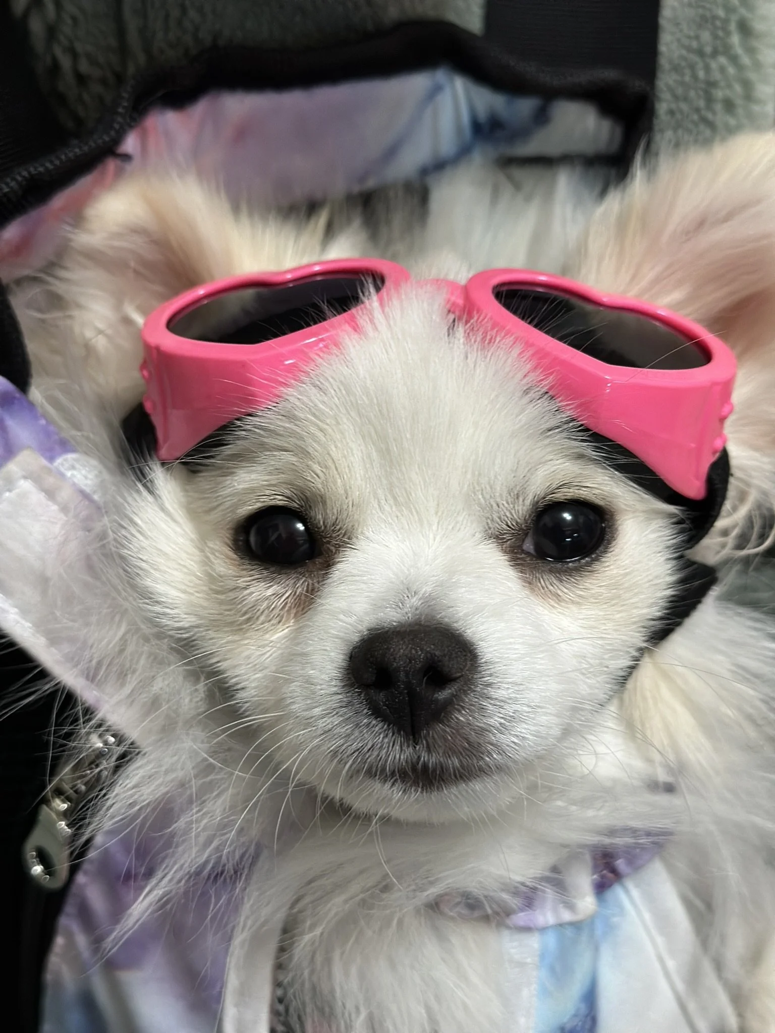 A small white dog wearing pink goggles and a harness, lying on a soft surface.