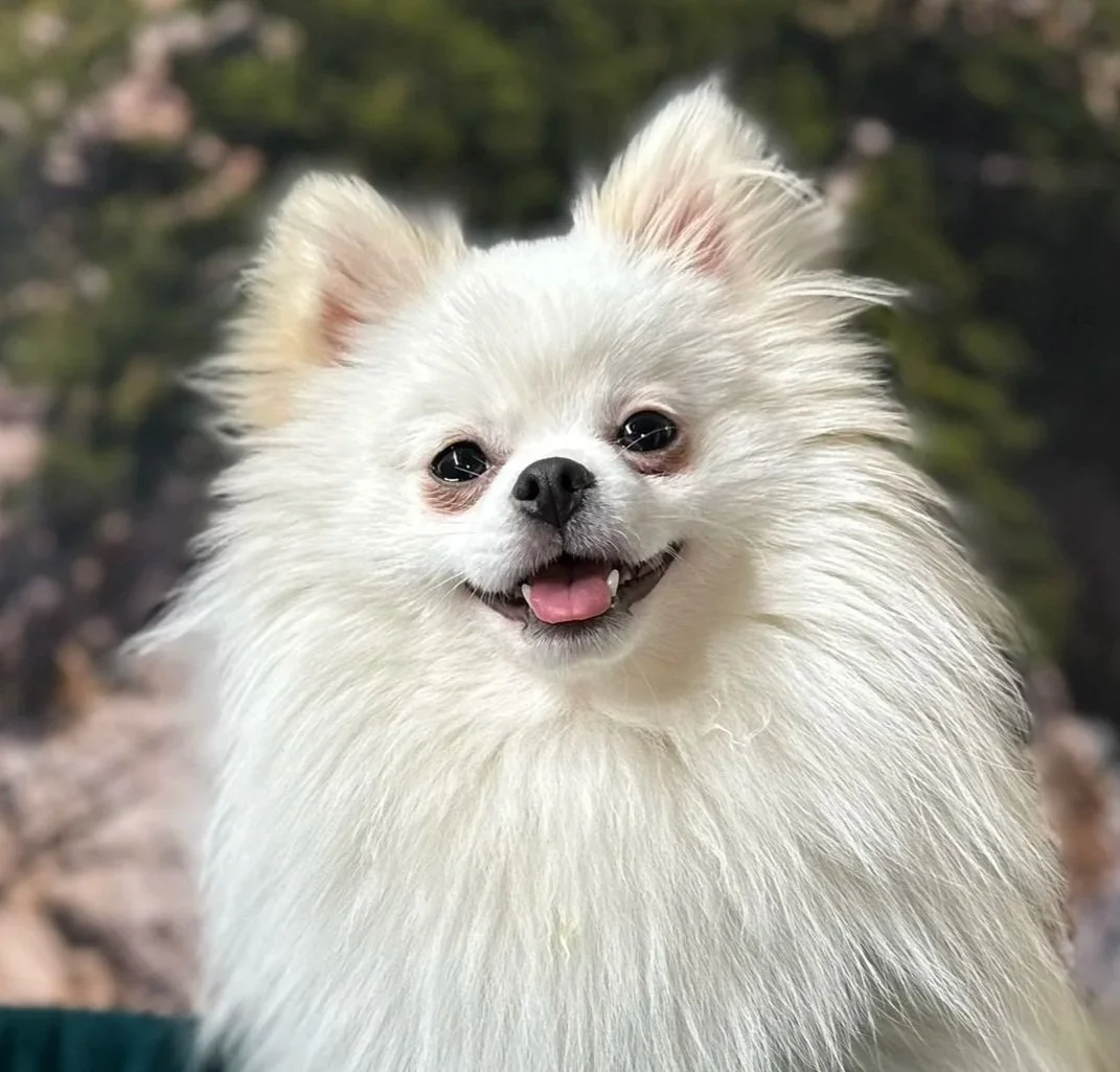 A smiling white Pomeranian dog with fluffy fur and a pink tongue peeking out.