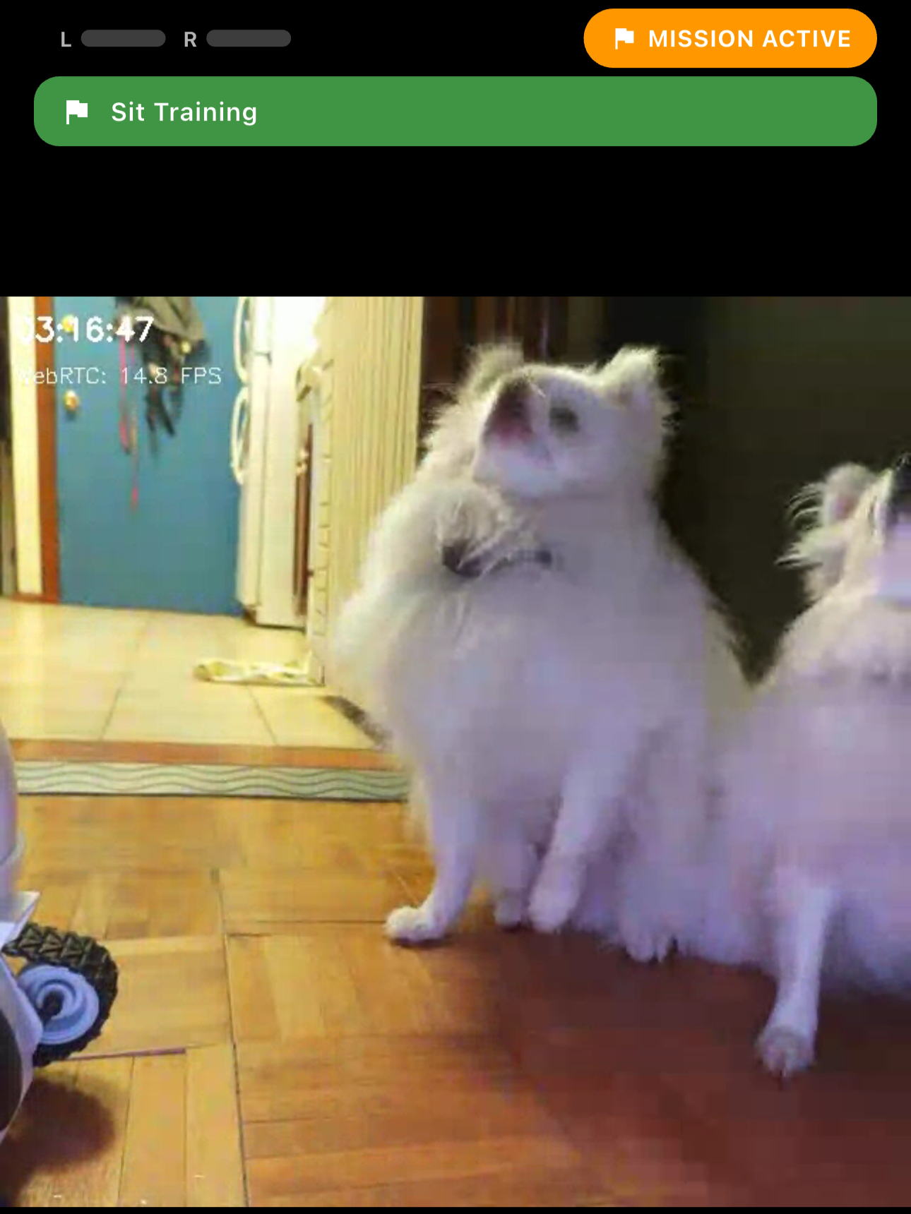 A white fluffy dog sitting on a wooden floor, looking upward with its head tilted back. Part of another similar dog is visible on the right. The background shows a doorway with a blue door, some hanging items, and a kitchen area.