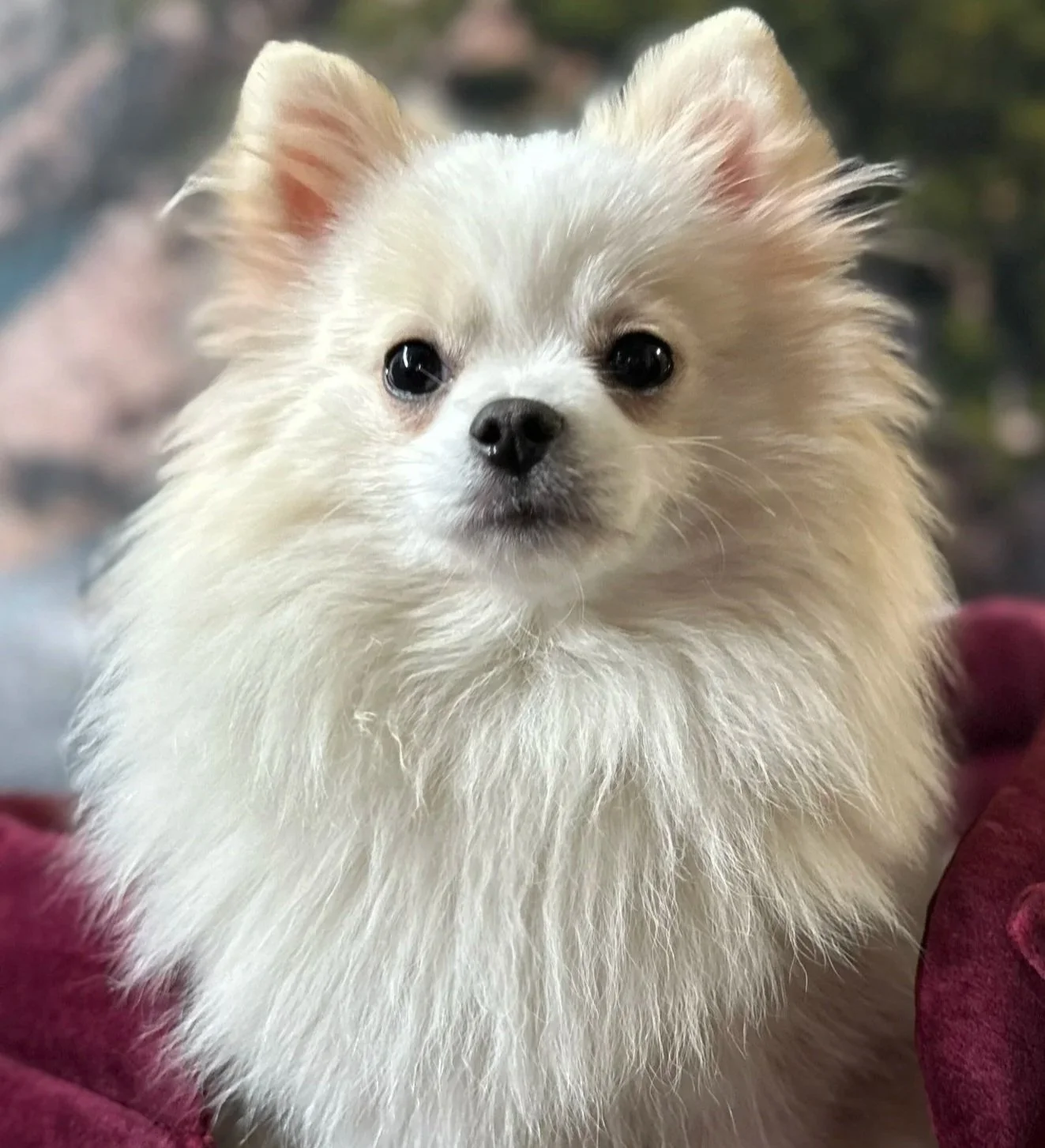 A fluffy, cream-colored Pomeranian puppy with dark eyes and a black nose.