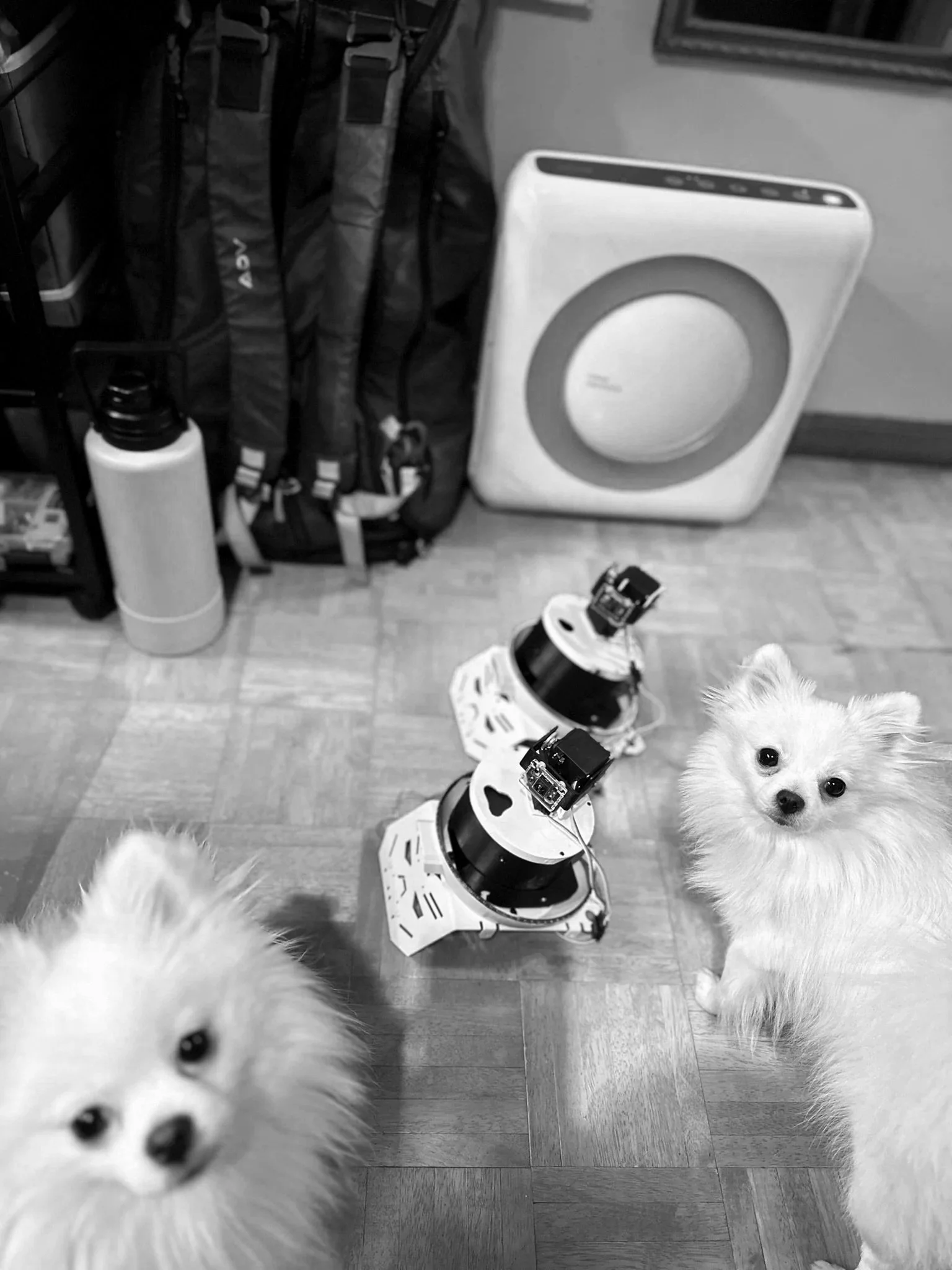 Two small fluffy dogs indoors near some electronic devices, backpacks, and a water bottle. One dog is looking directly at the camera, and the other is partially visible, facing toward the camera.