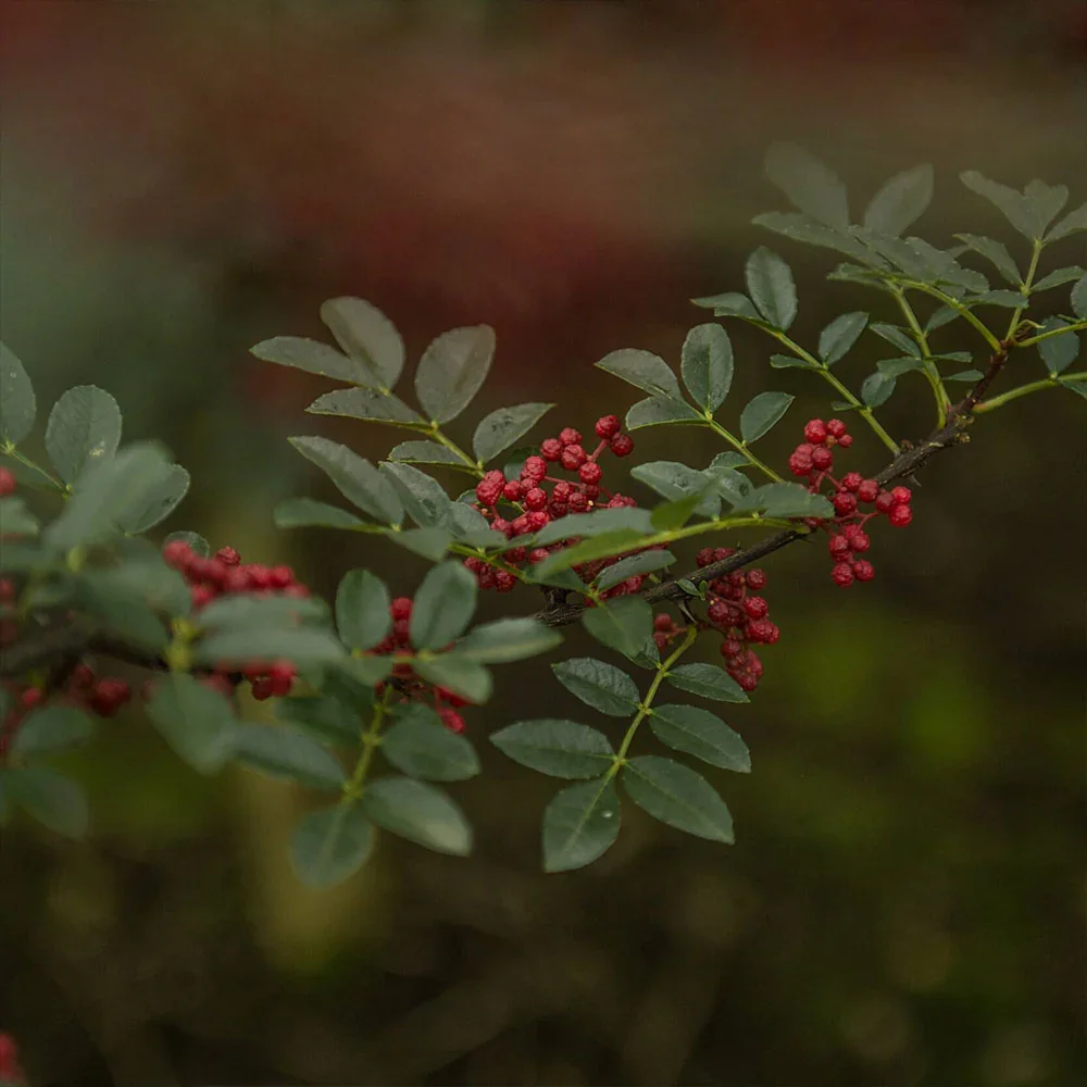 Sichuan peppers on the tree in Sichuan, used in Peddlers Gin