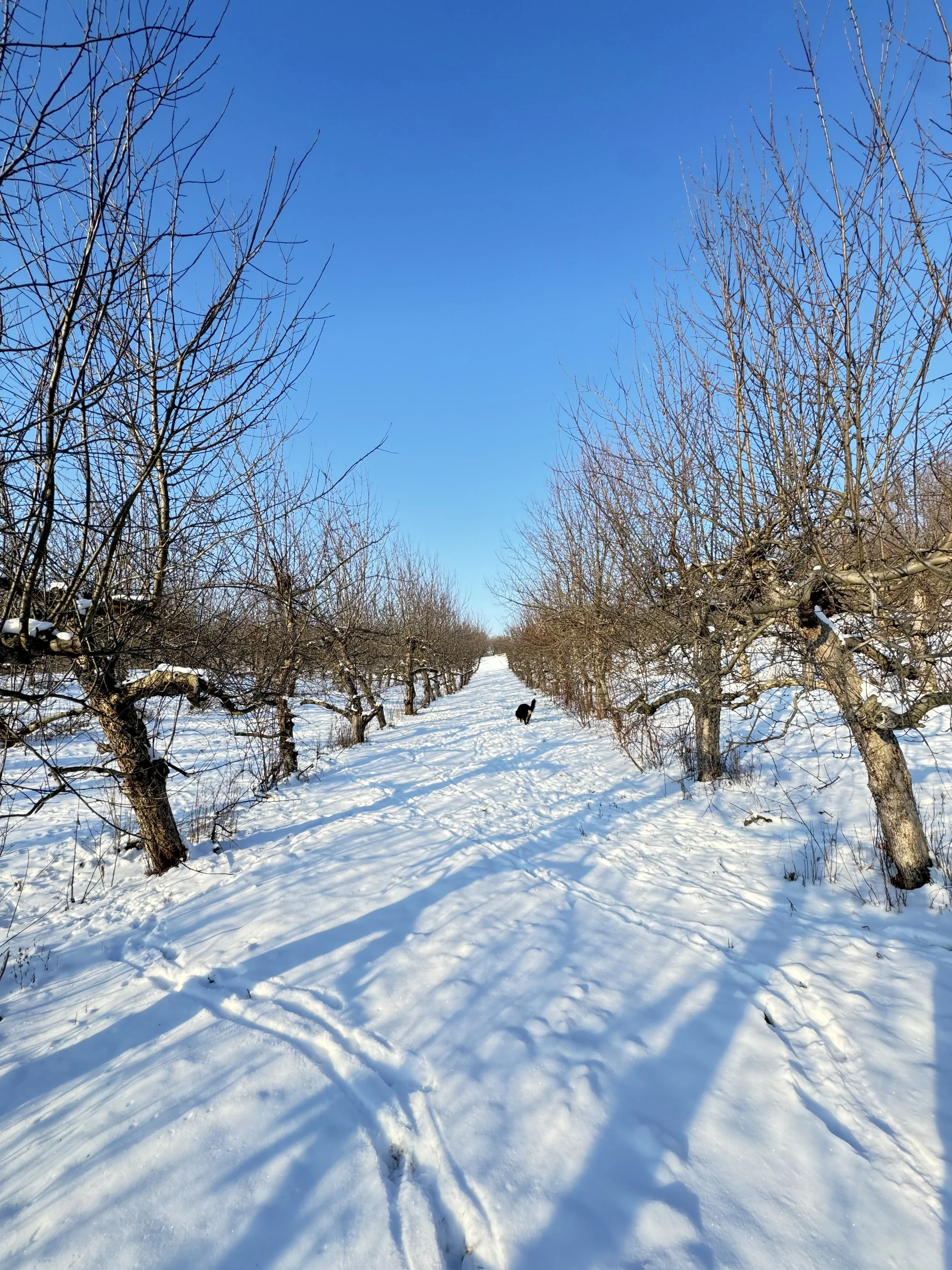 Snow-covered orchard with deciduous trees and a black dog walking along a snowy path under a clear blue sky.