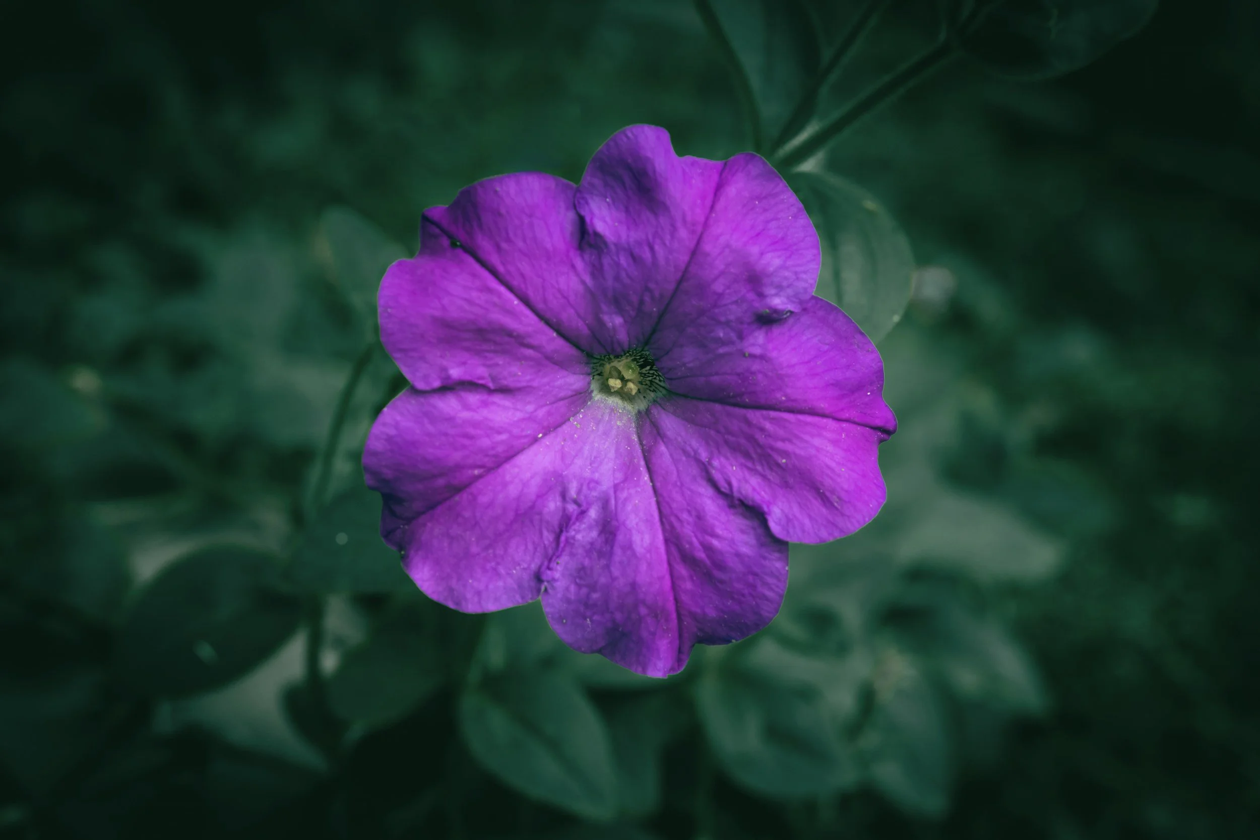 Close-up of a vibrant purple flower with five petals against a dark green background of leaves.