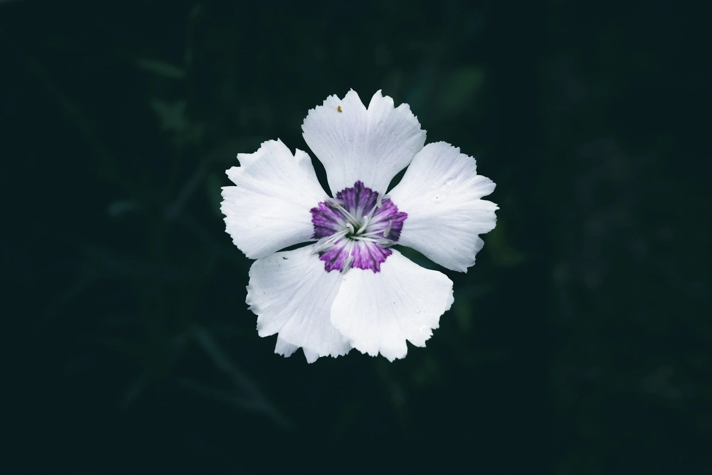 Close-up of a white flower with purple and white center against a dark background.
