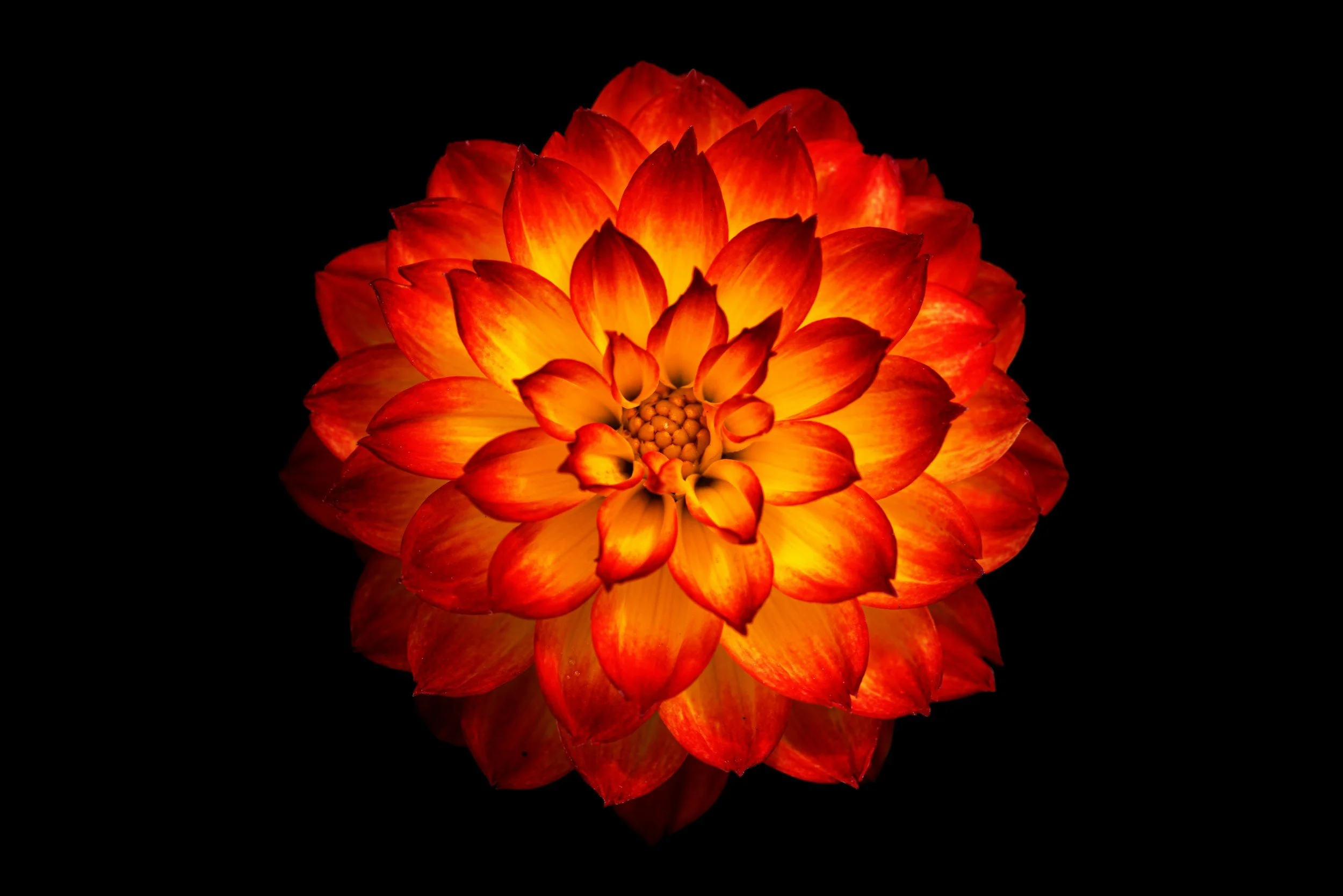A glowing orange and yellow dahlia flower against a black background.