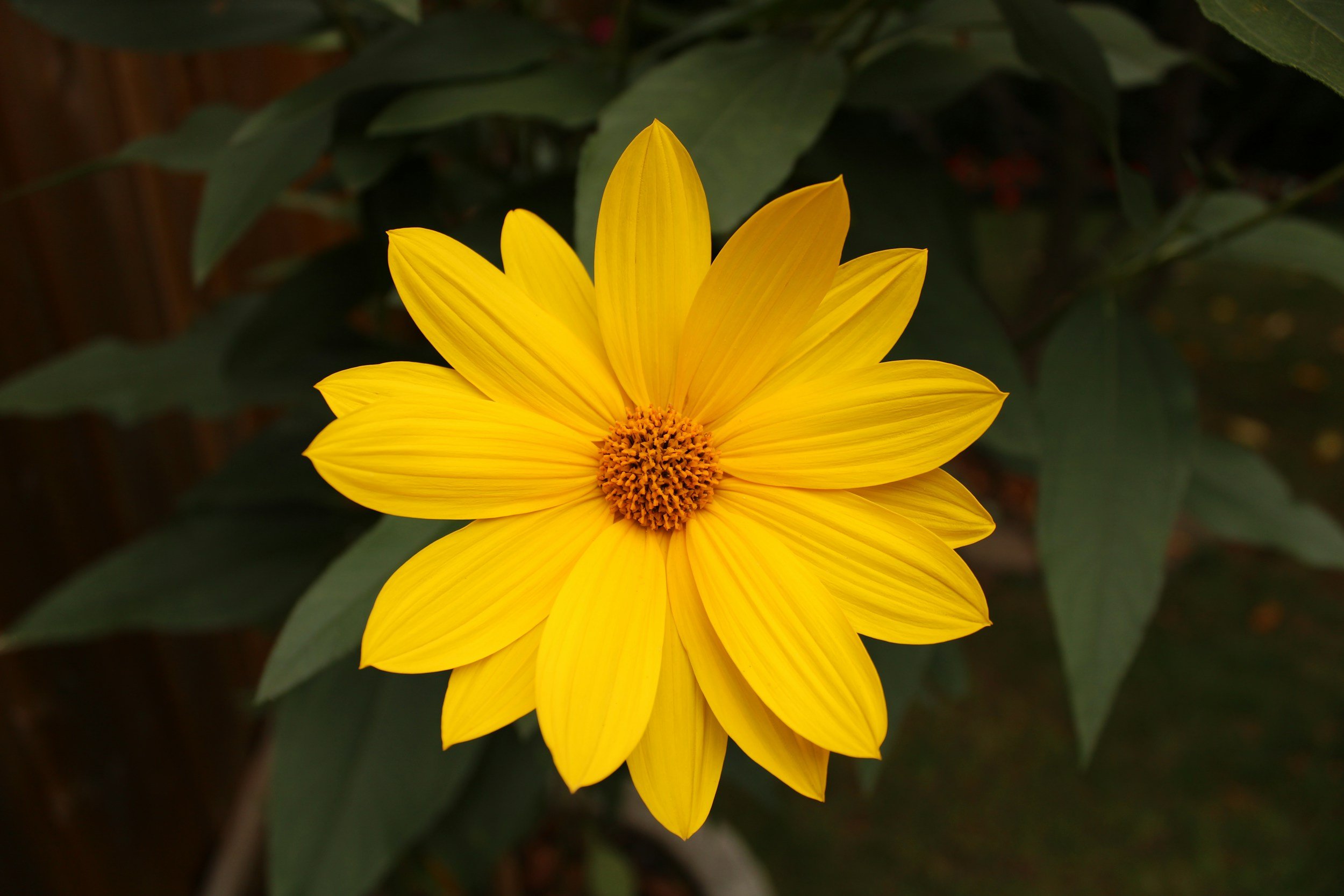 Yellow flower with long petals and orange center, surrounded by green leaves.