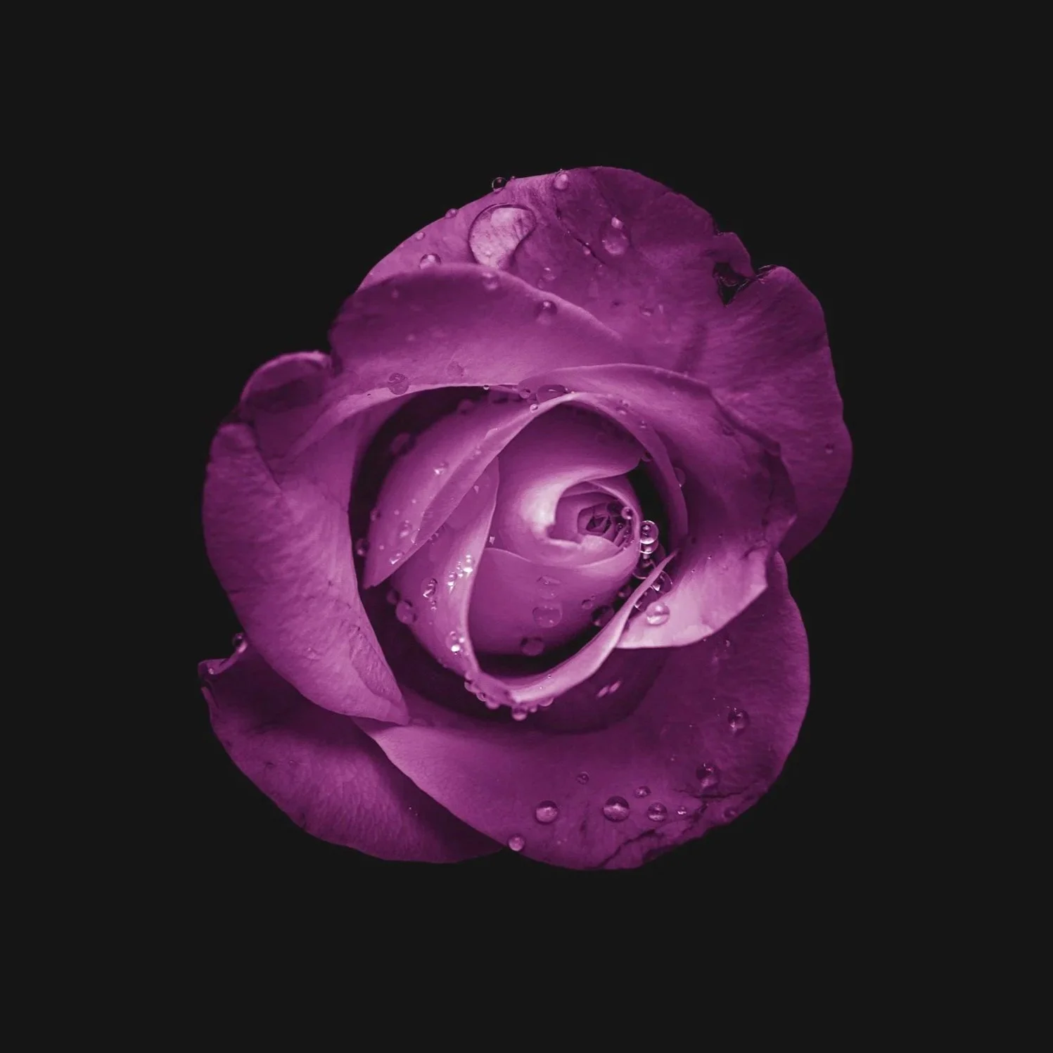 Close-up of a purple rose with water droplets on its petals against a black background.