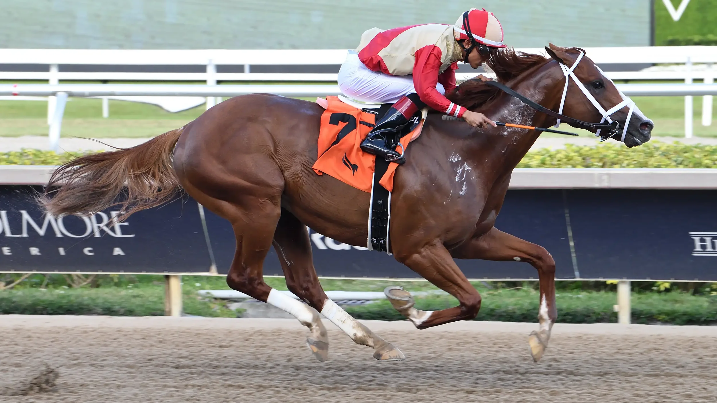 Saratoga Opening Day Picks: The Bets You Can’t Miss in the Suburban &amp; Belmont Derby