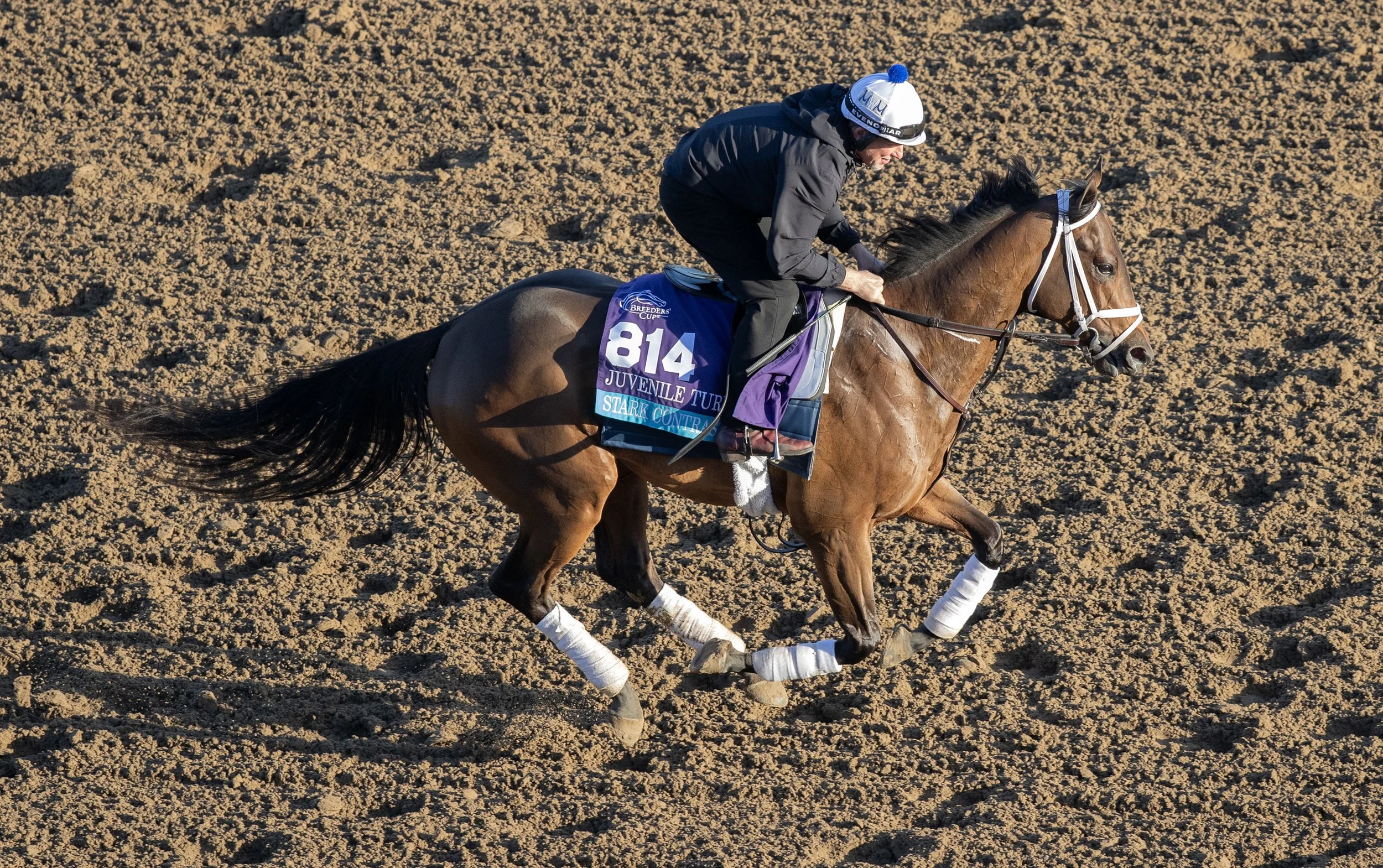 Kentucky Derby 2026 Contender Stark Contrast