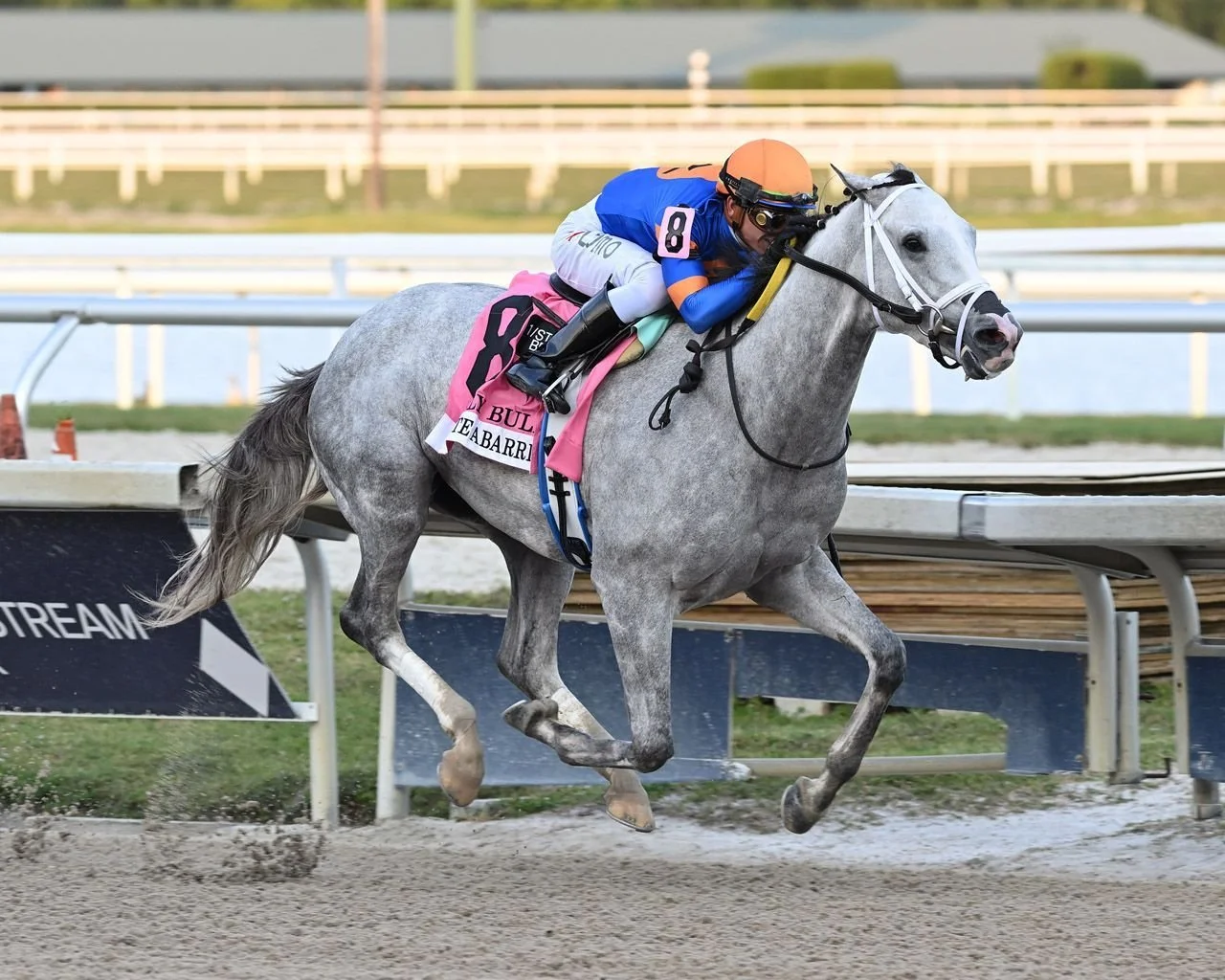 White Abarrio Oaklawn Handicap 2026 contender