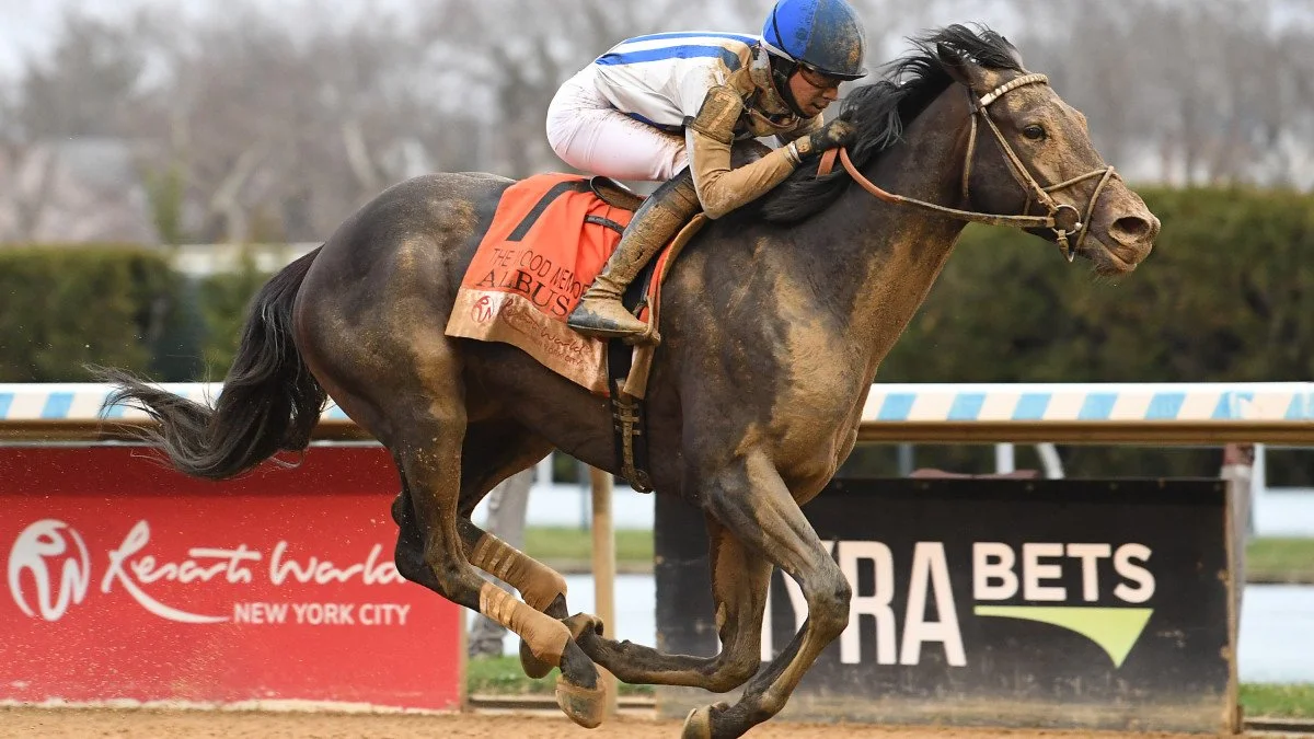 2026 Kentucky Derby contender Albus