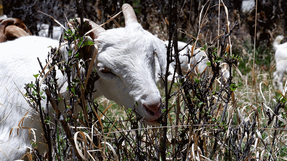 2026 Kimberly-Jones-Goat-Mowers-Public-Lands-Residential-Home-Owner-Associations-Fire-Mitigation-Land-clearing-and-restoration-invasive-species-management.gif