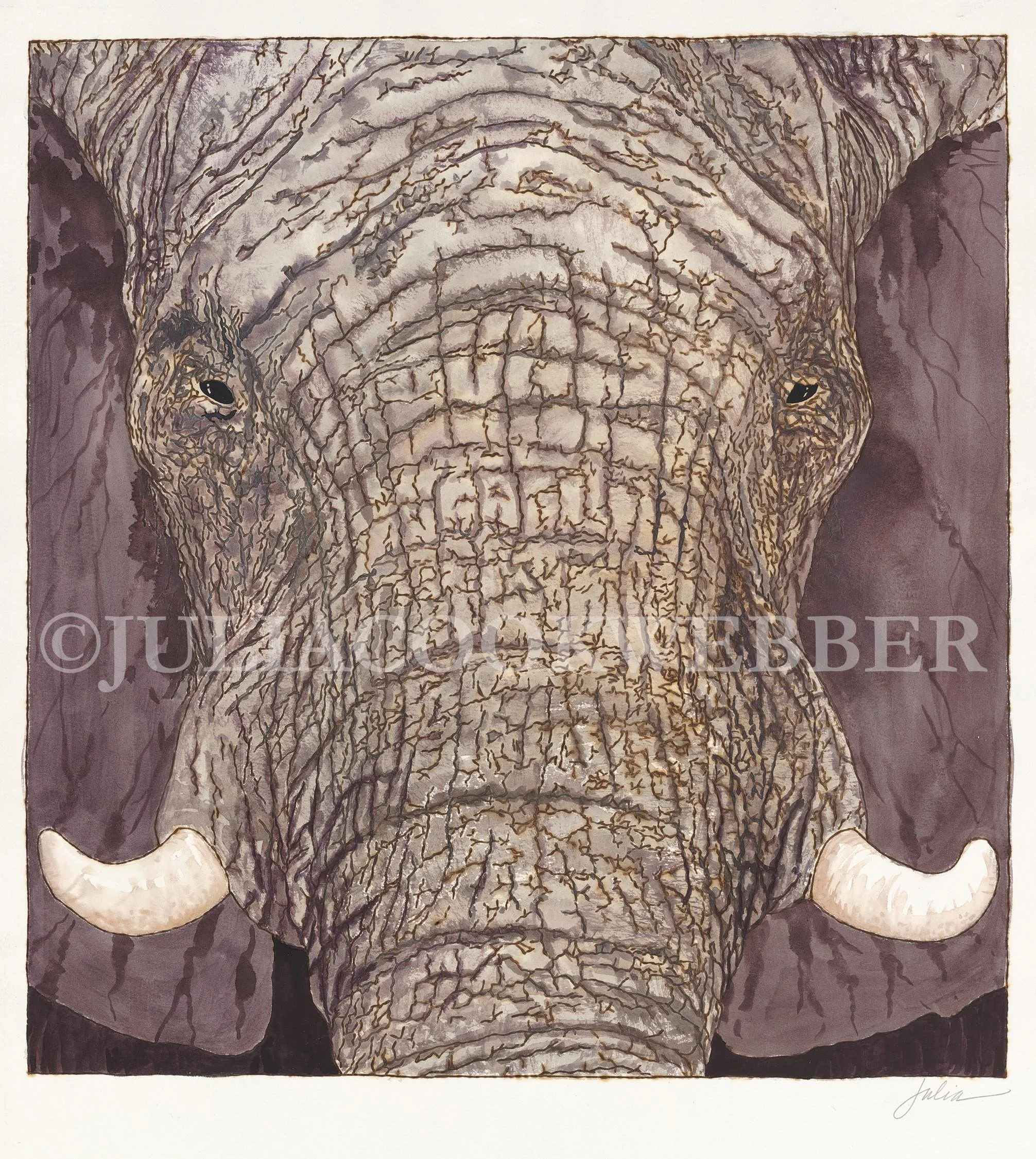 JWEBBER PYROELEPHANT WEBSITEwm.jpg