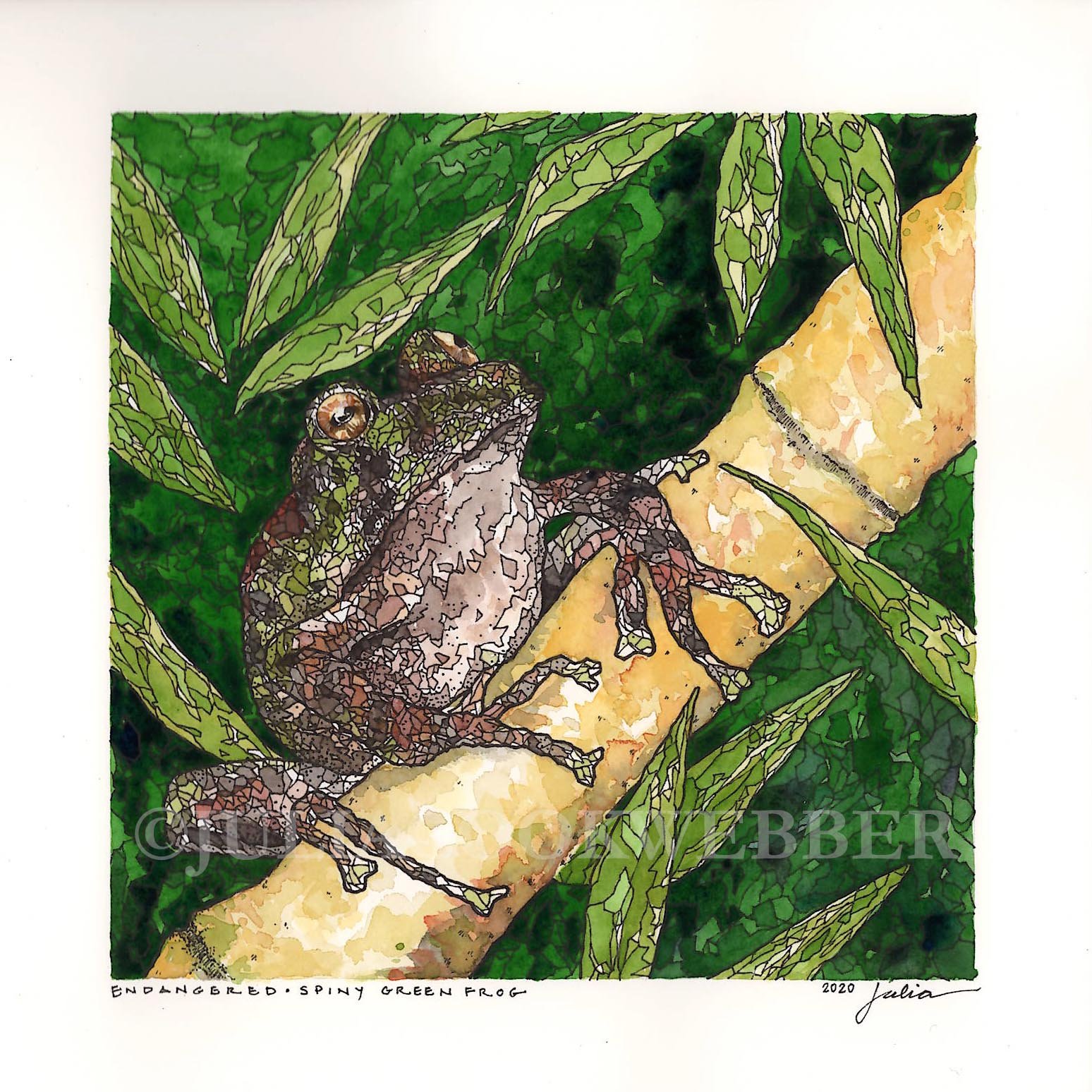 JWEBBER SPINYFROG WEBSITEwm.jpg