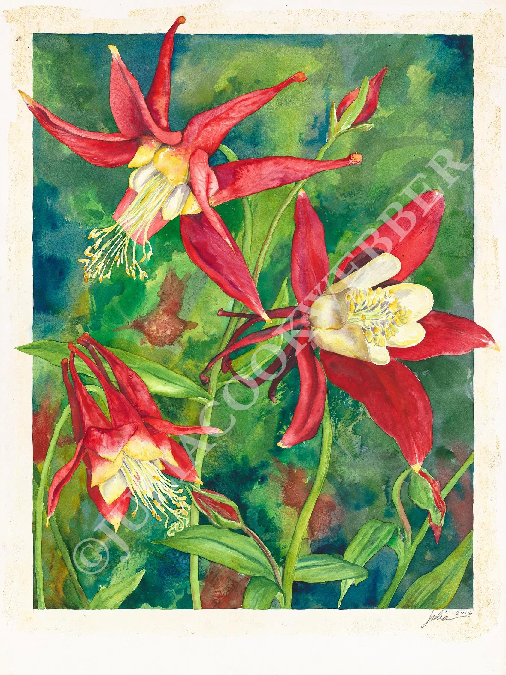 JWEBBER COLUMBINE WEBSITEwm.jpg