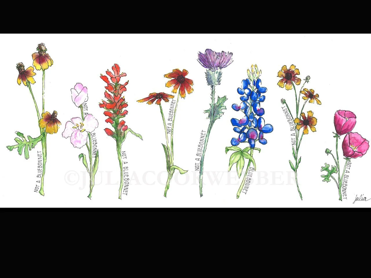 JWEBBER NOTABLUEBONNET WEBSITEwm.jpg