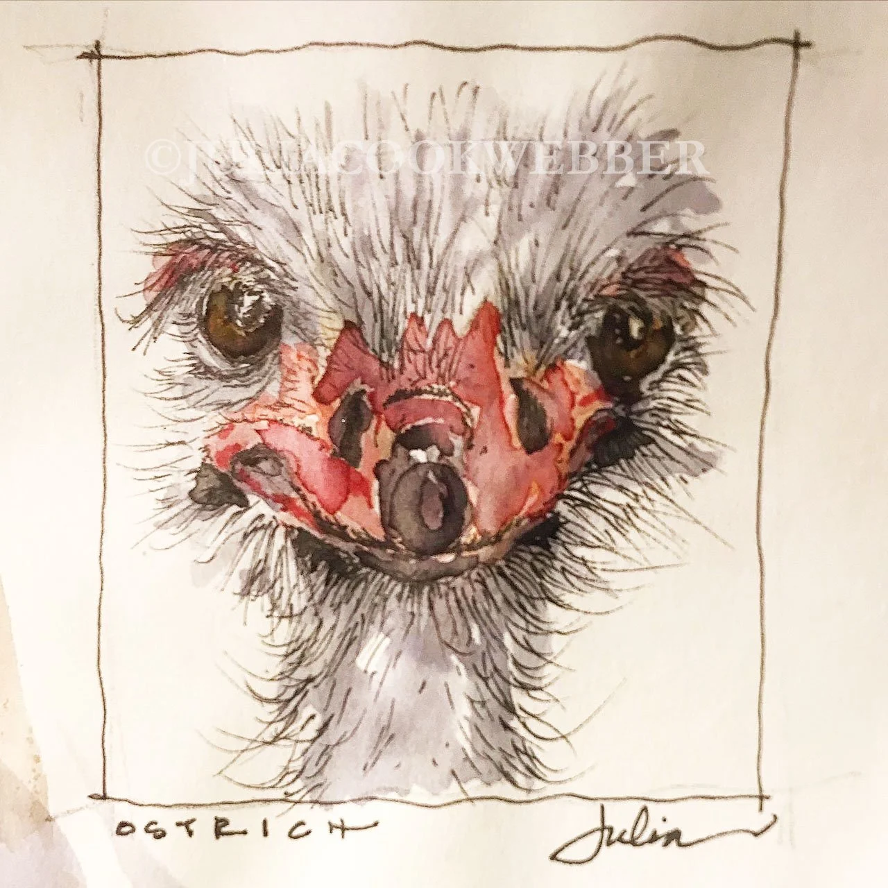 JWEBBER sbOSTRICH WEBSITEwm.jpg