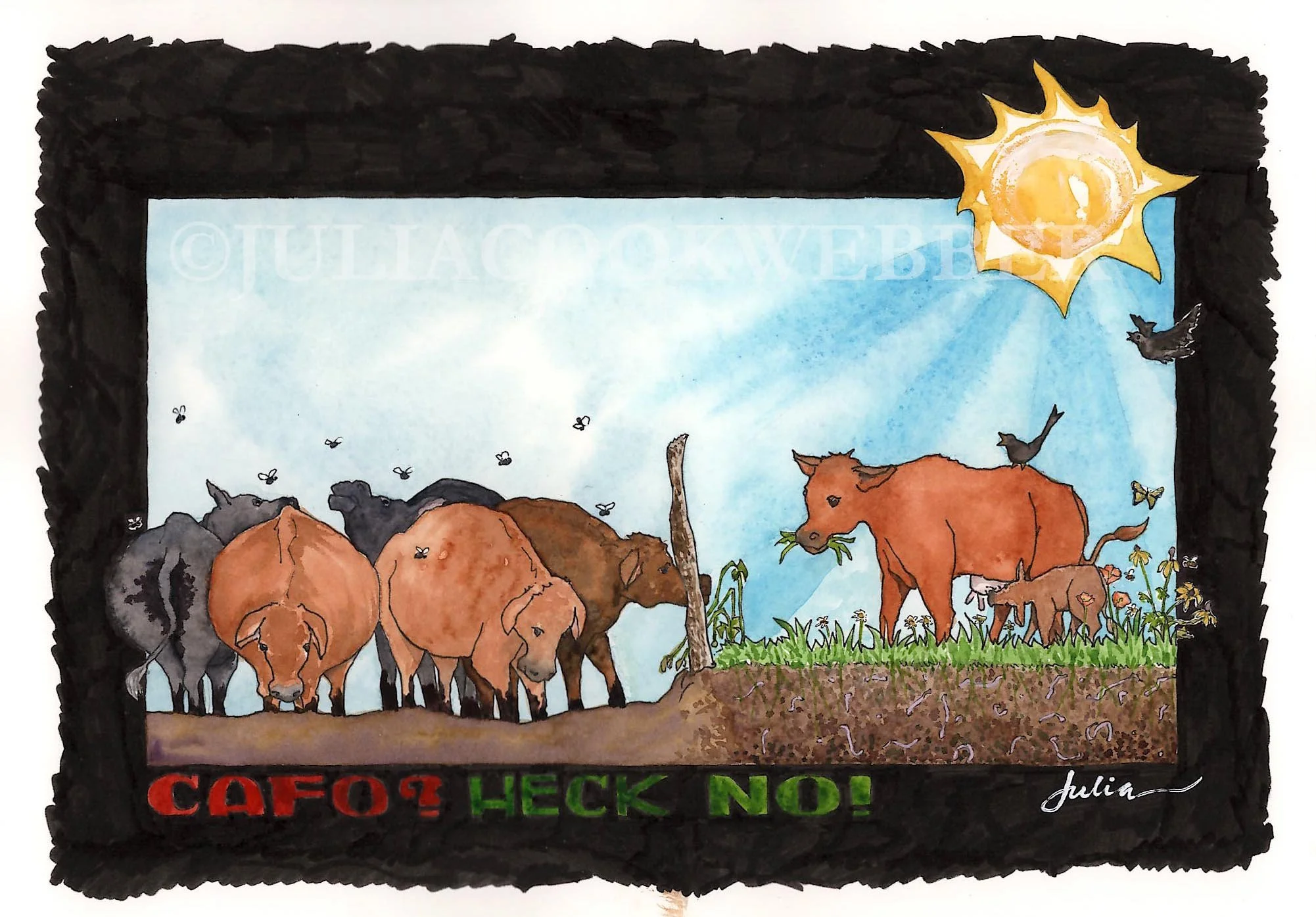 JWEBBER NOCAFO WEBSITEwm.jpg