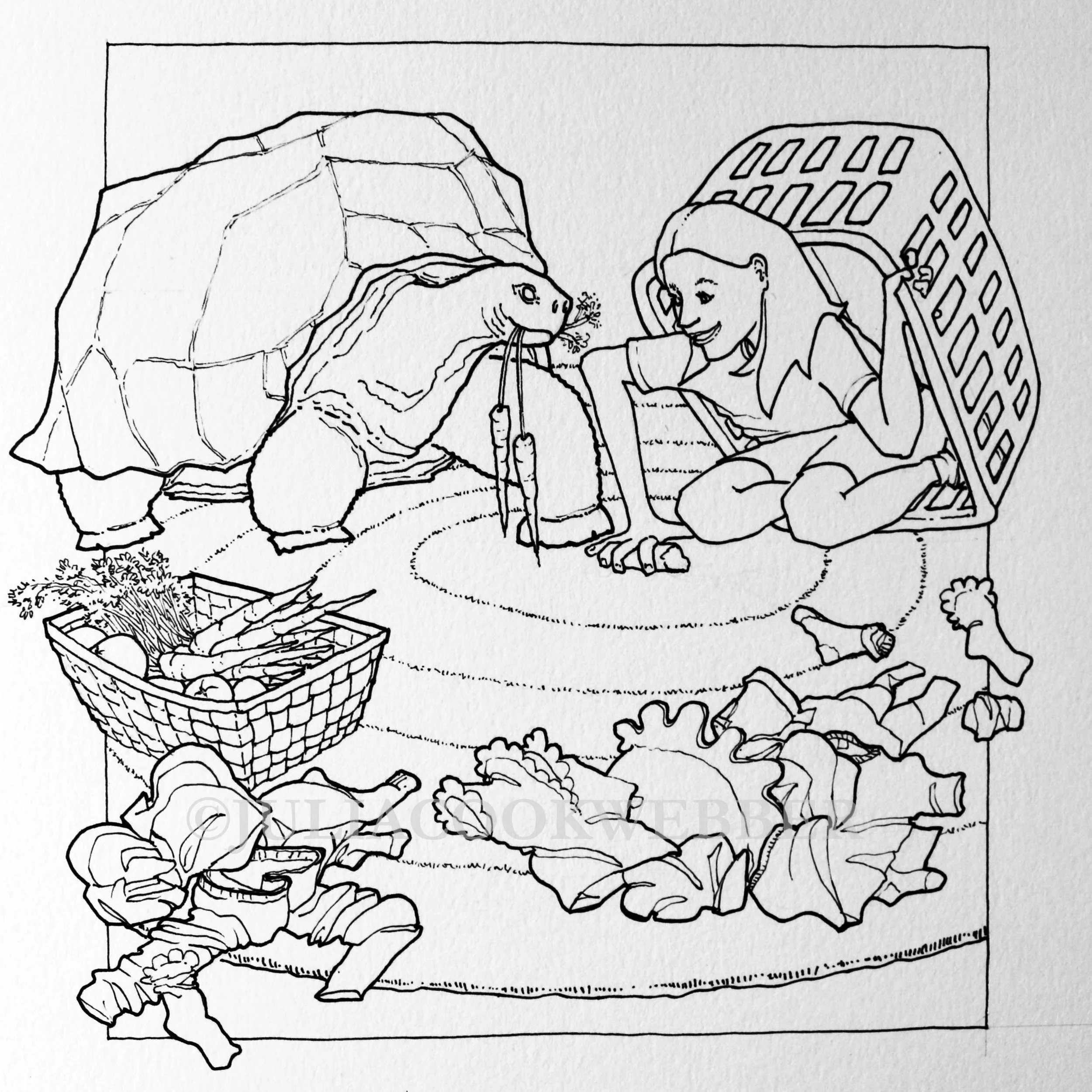 JWEBBER ELIZAJOtortoise WEBSITEwm.jpg