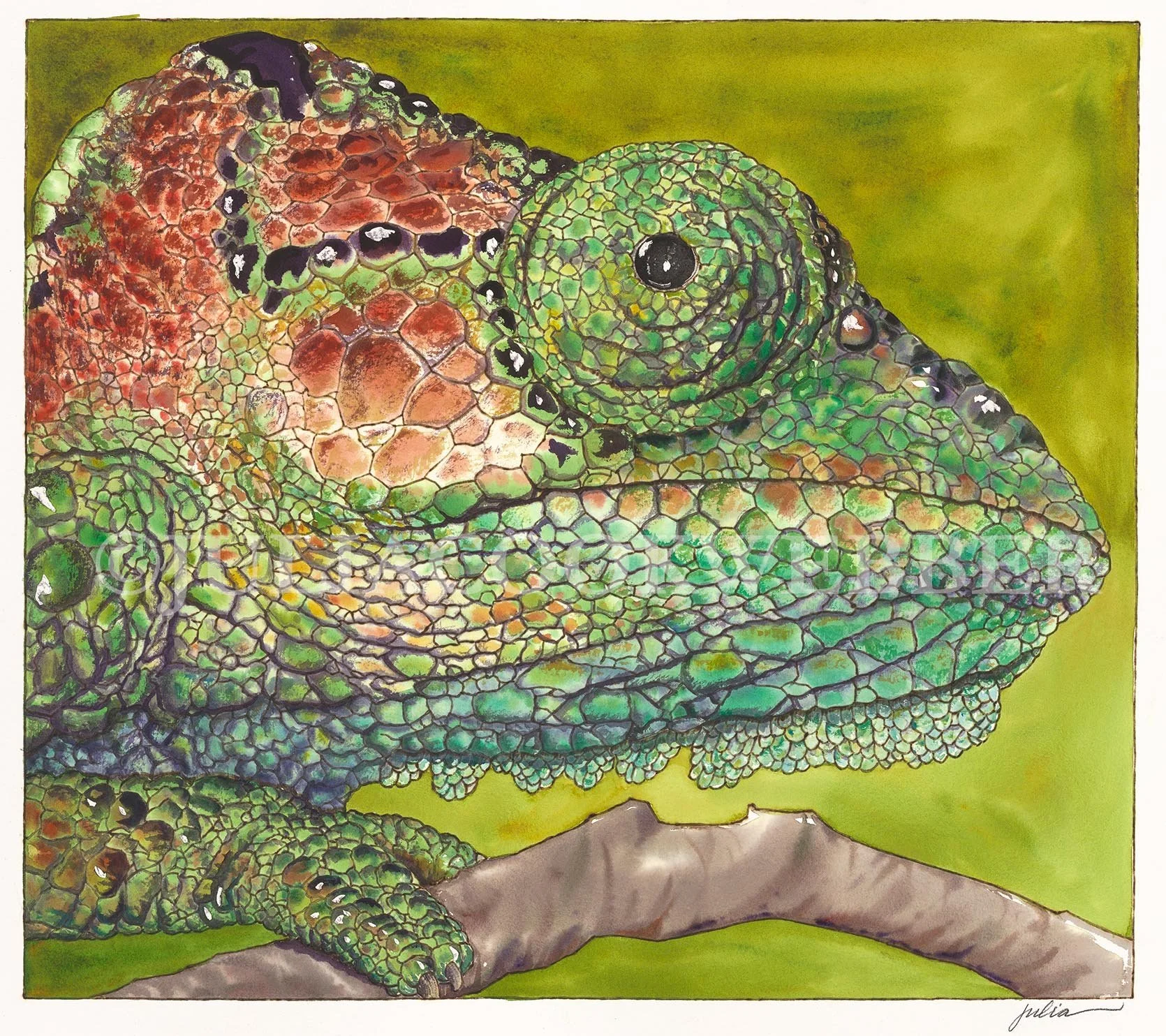 JWEBBER CHAMELEON WEBSITEwm.jpg