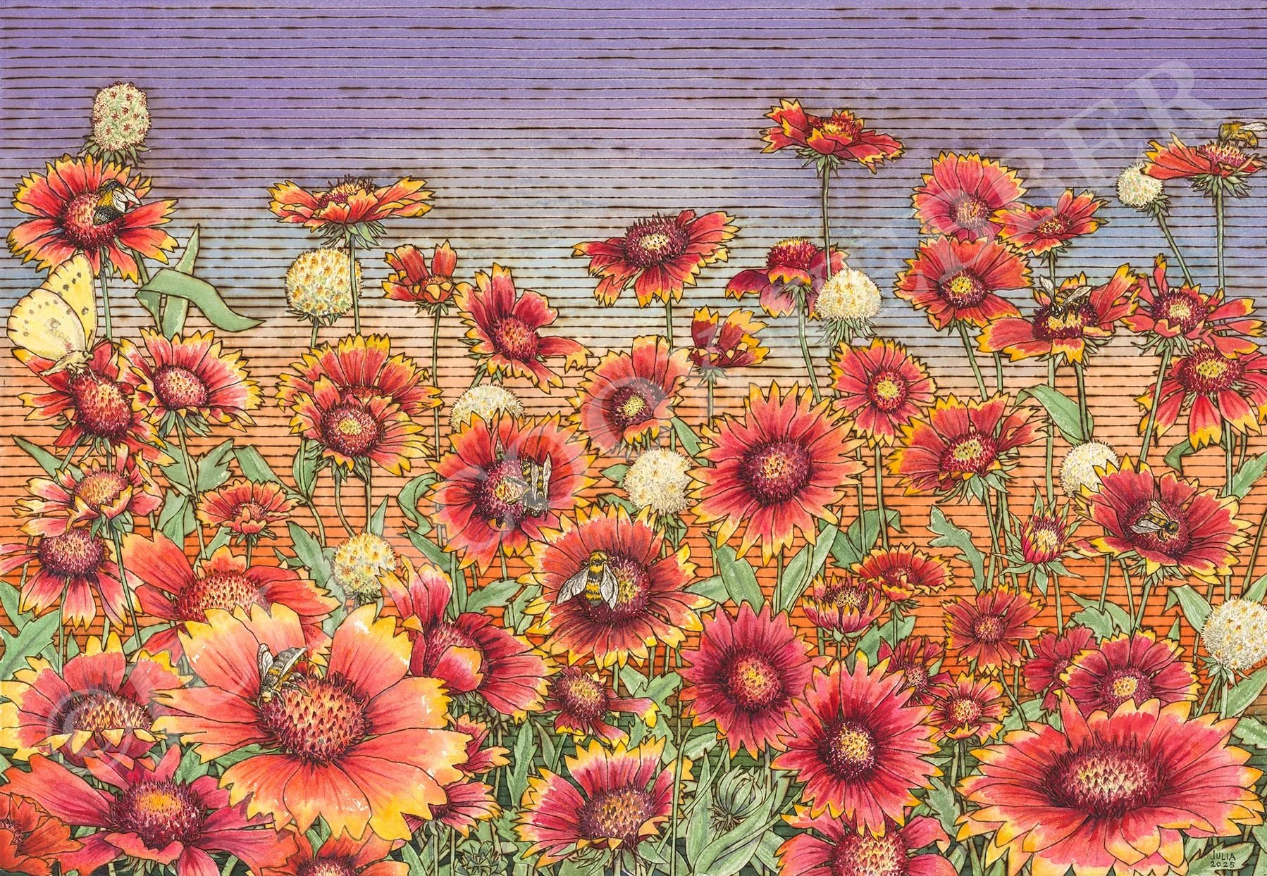 JWEBBER GAILLARDIAmeadow WEBSITEwm.jpg