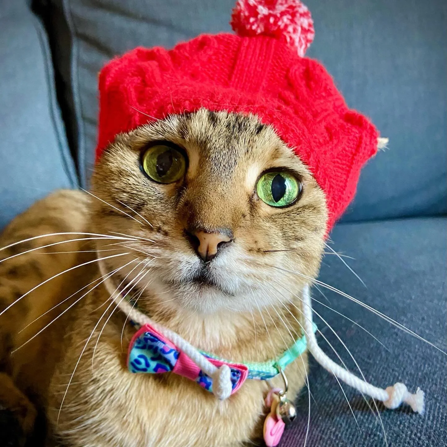 Bandit. 2005-2025. RIP. I don&rsquo;t usually post this type of content but yesterday we lost our best friend. She made it to a feisty 20 years old. I adopted Bandit when she was just 8 weeks old. She stole my paintbrushes the first day I brought her