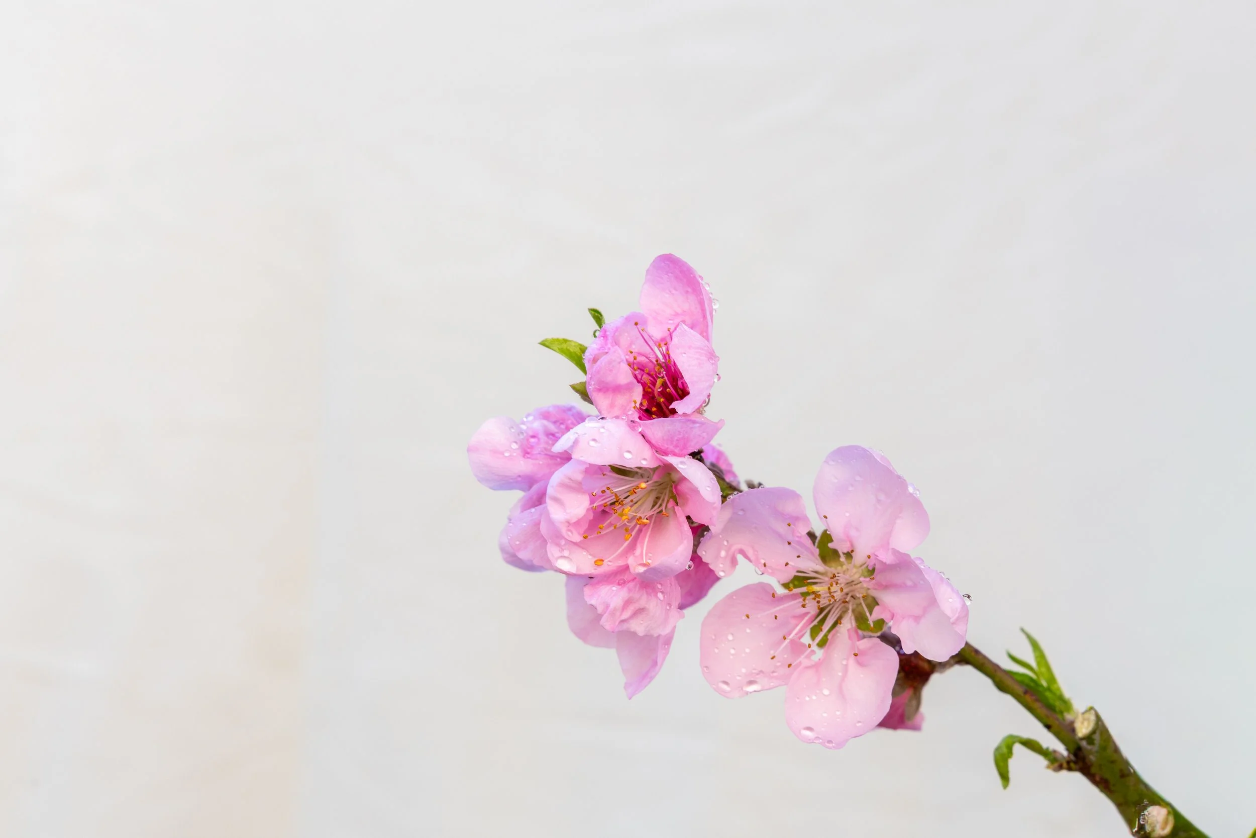 Spring, Renewal, and Emotional Balance: How Acupuncture Supports You Through Seasonal Change