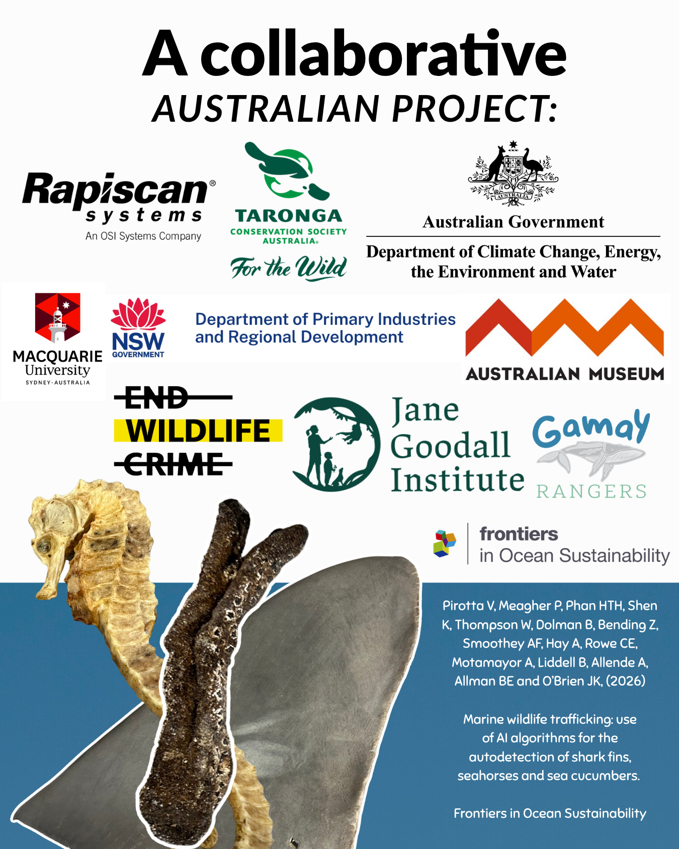World Ocean Day: AI to fight marine wildlife trafficking
