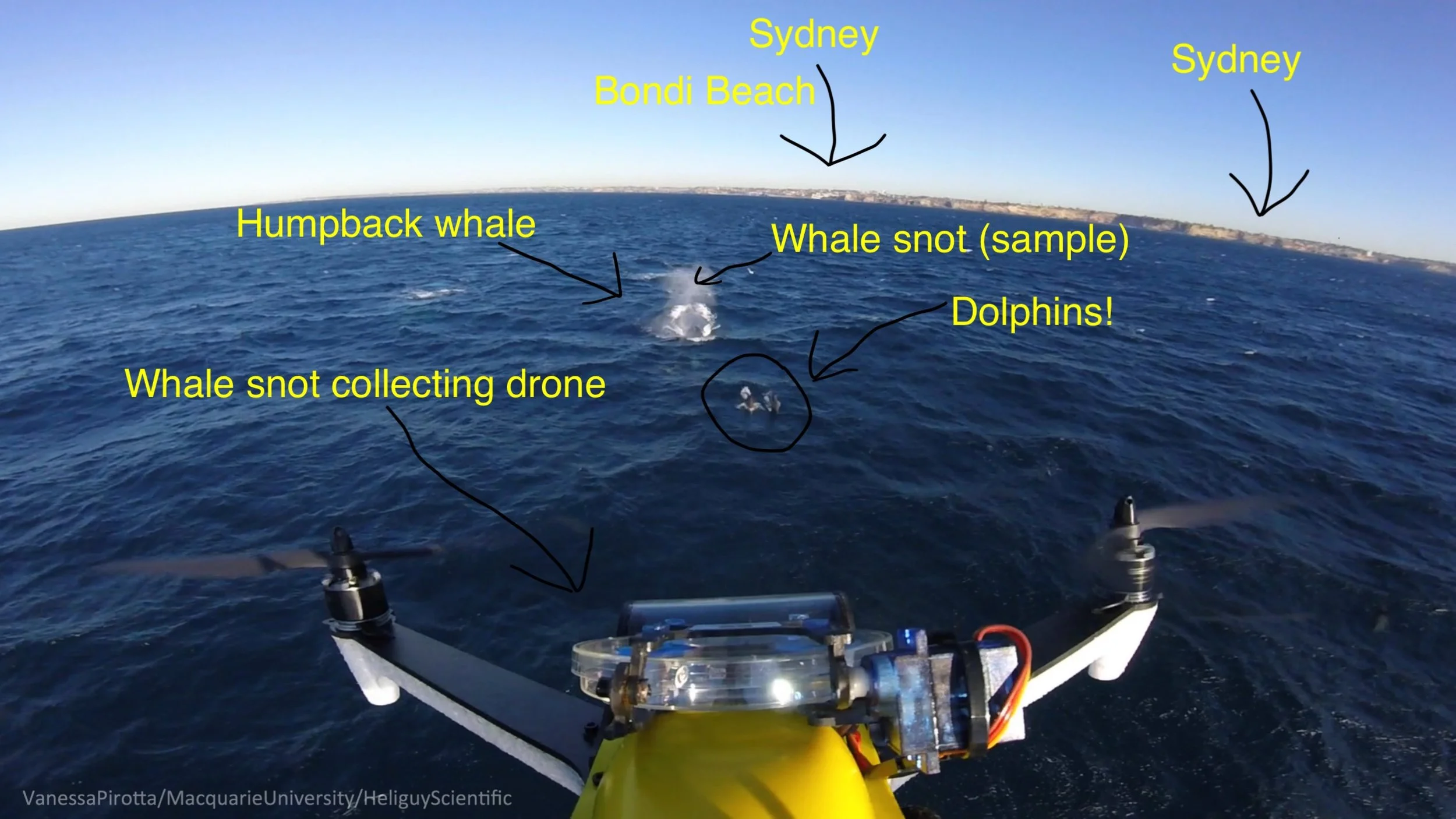 Overhead view of the ocean with a drone capturing a whale snot sample and a humpback whale, with Sydney in the background. Labels identify Sydney Austraial, Bondi Beach, whale snot collection, whale snot drone, humpback whale, and dolphins.