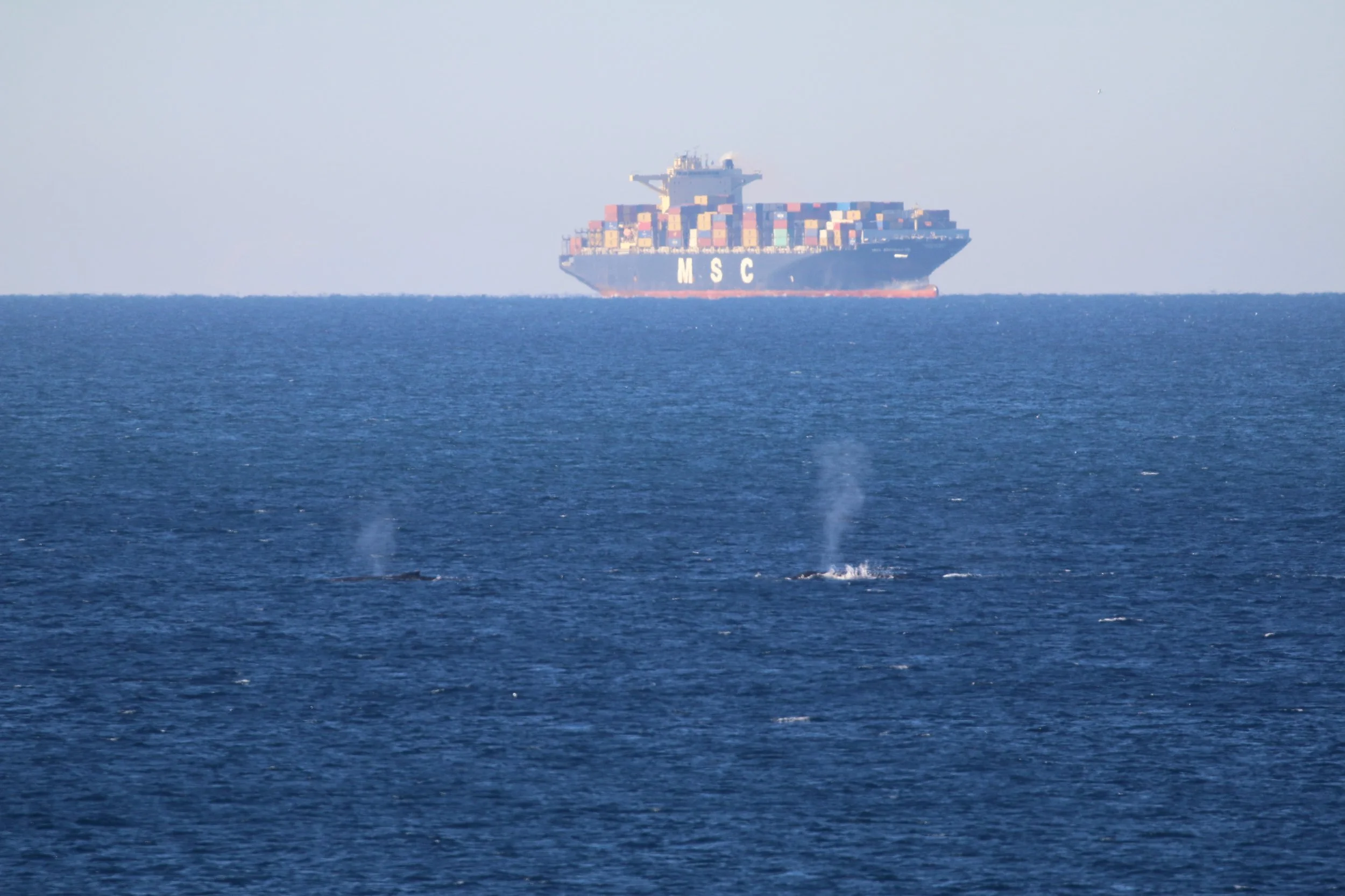 A large cargo ship with containers on deck, marked MSC, seen on the horizon across the ocean, with whales breathing as they swim along the humpback highway. 