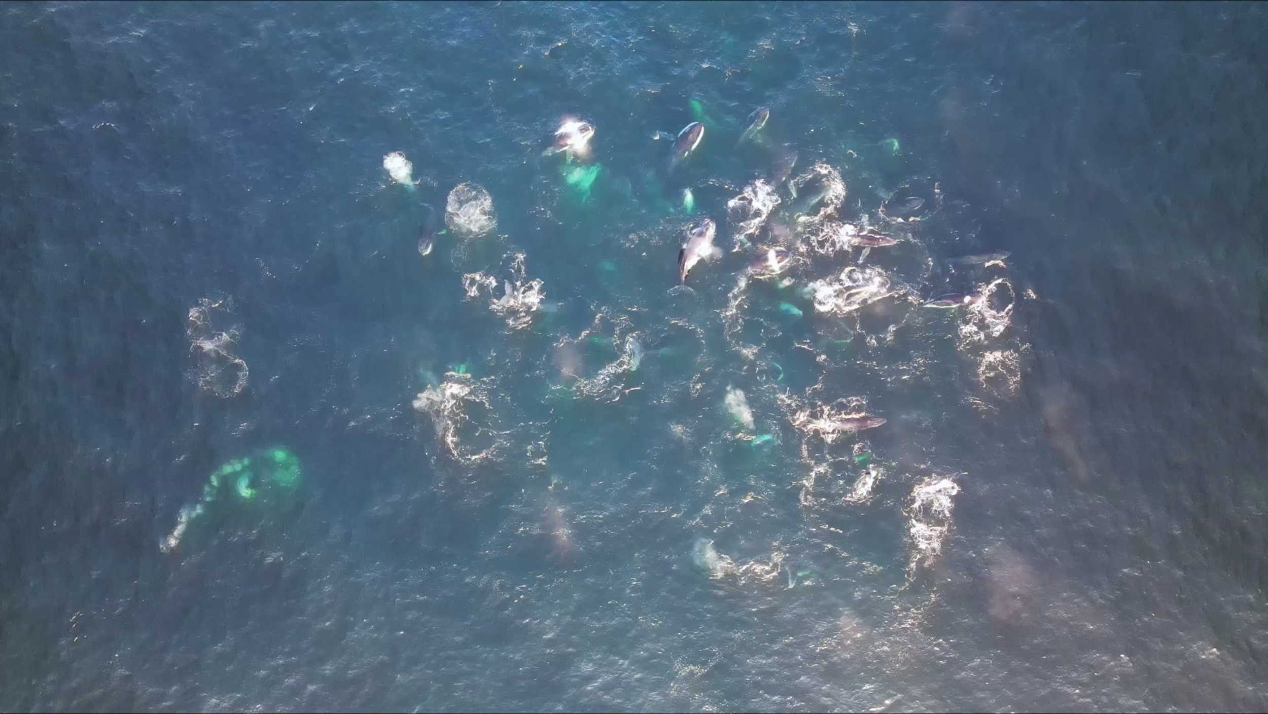 Aerial view from a drone of the first ever recorded super pod feeding event in Australia. Numerous humpback whales swimming and surfacing in the ocean.