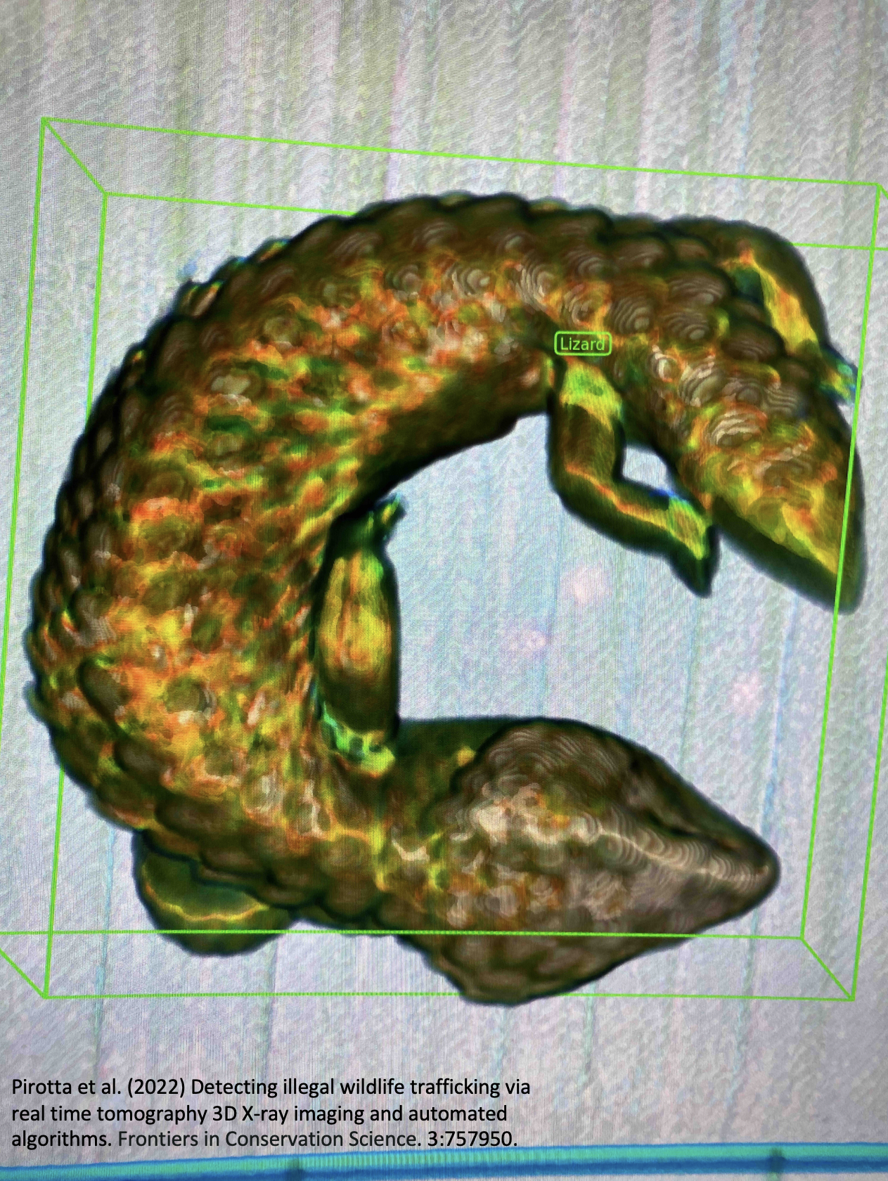 World first 3D X-ray image of artificially detected shingleback lizard using an algorithm. Visual shows detailed textures and colours with green labels and outlines, accompanied by a research caption about detecting illegal wildlife trafficking.