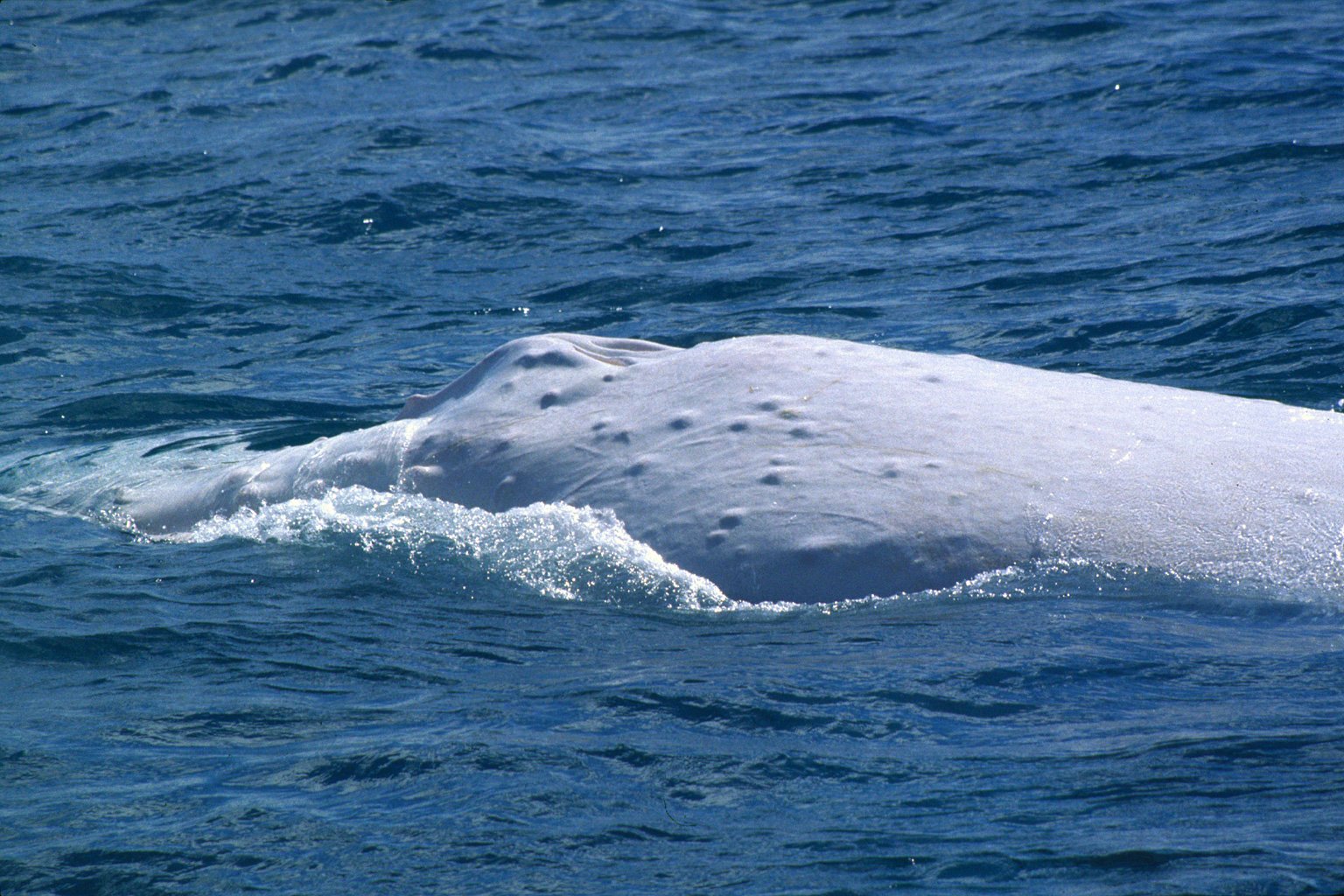 Migaloo the white humpback whale off Australia, surfacing in the ocean, with its back and a part of its blowhole visible above the water.