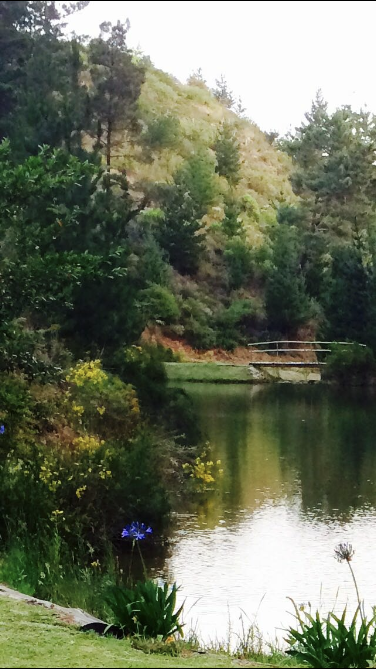 A peaceful scene, following the trout dams towards the picnic area at Oneiric, with lush greenery and trees on the banks, a small bridge in the distance, and a hillside covered with trees in the background.