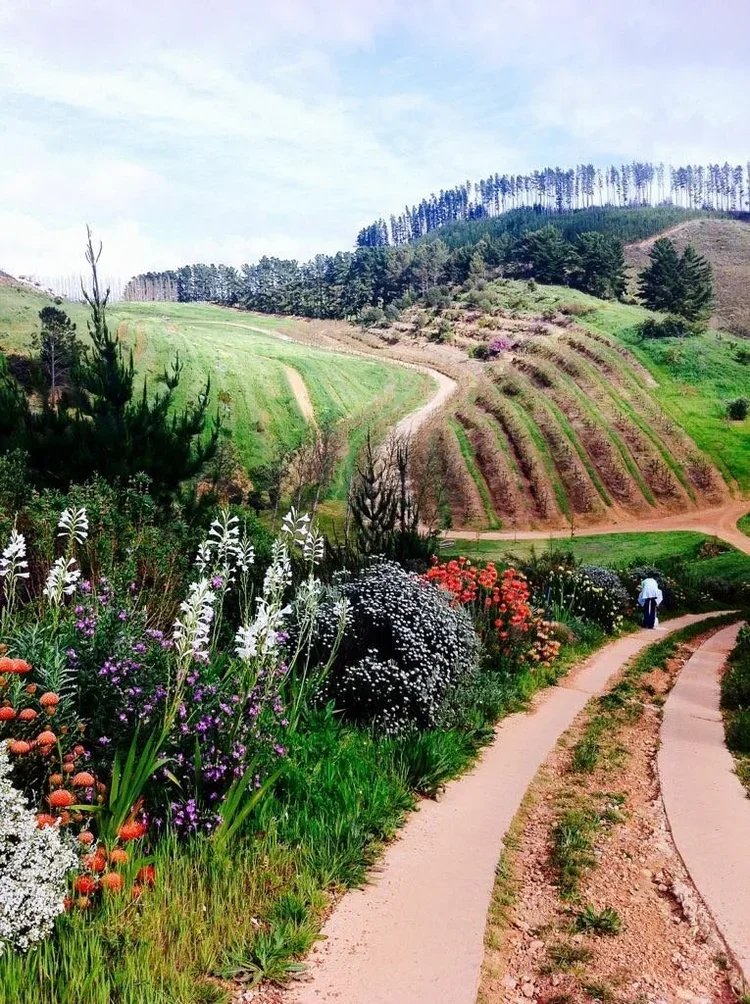 The long winding dirt and concrete path running towards the picnic area, surrounded with colorful flowers, leading to rolling green hills and trees in the background.
