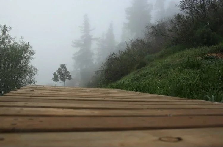 View of a wooden pathway through a foggy forest with green grass and trees on either side.