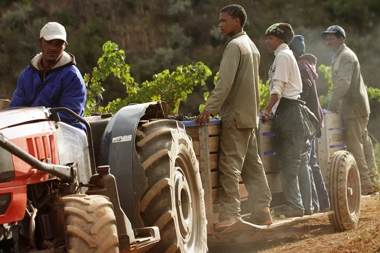 The Oneiric team heading into the vines to commence harvest. 