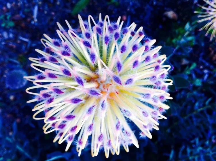 Pin cushions flowers typical of the area, at Oneiric.