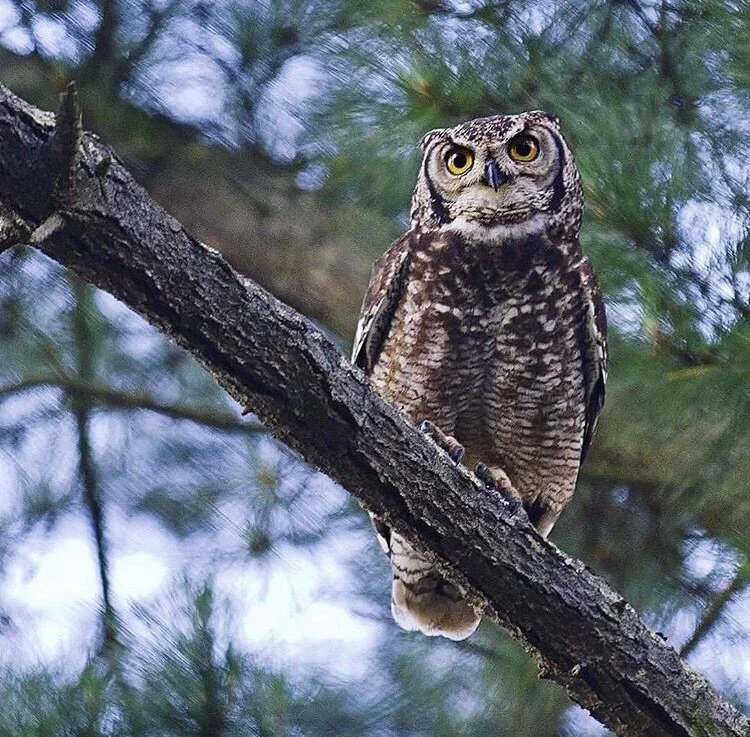 Resident owl at Oneiric spotted amongst green pines.